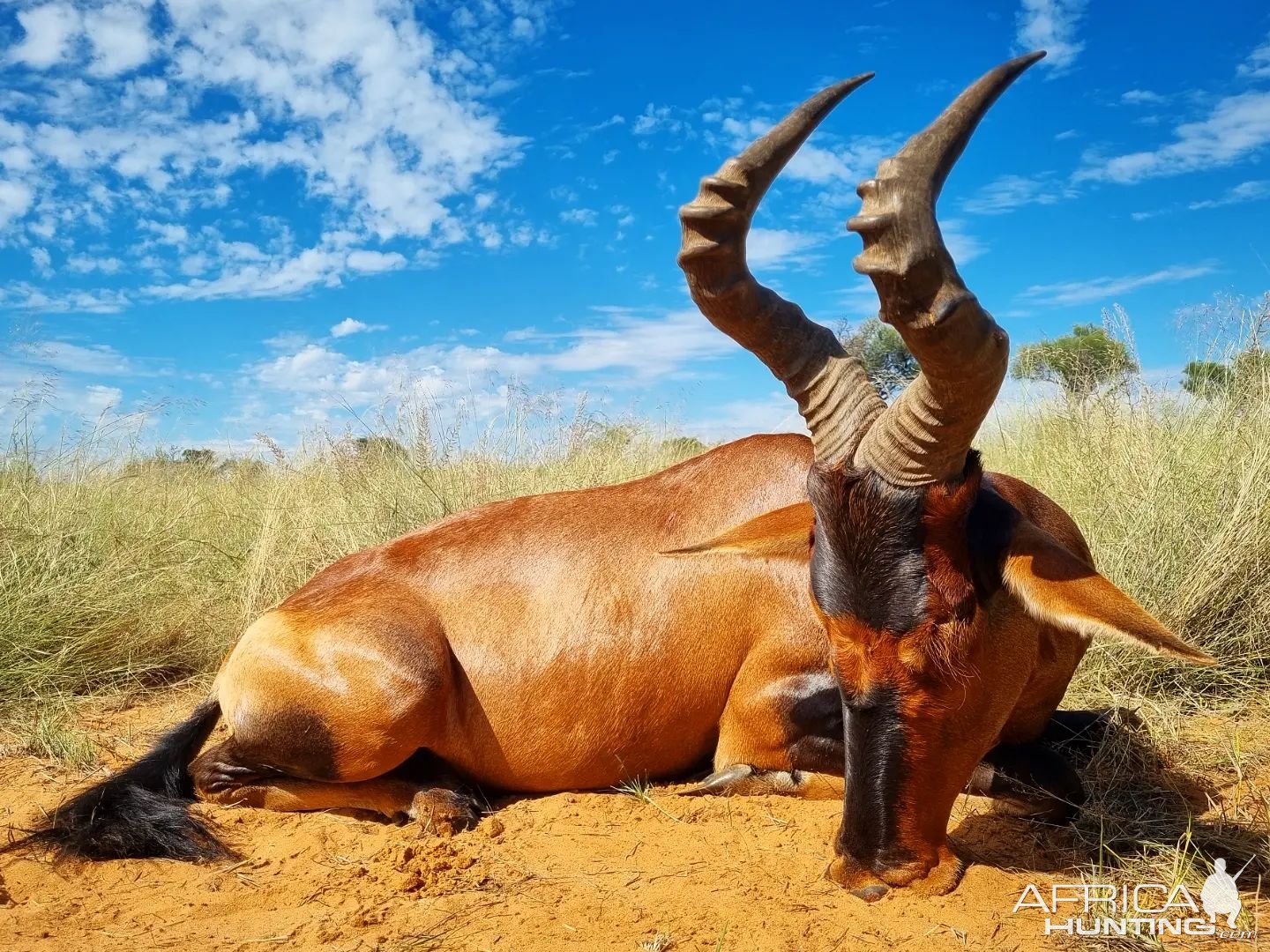 Red Hartebeest Hunting Kalahari South Africa