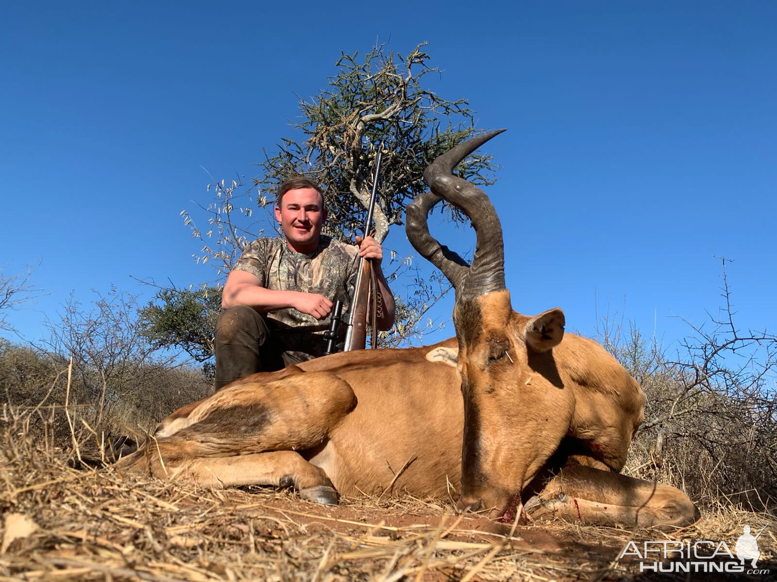 Red Hartebeest Hunting Limpopo Povince South Africa