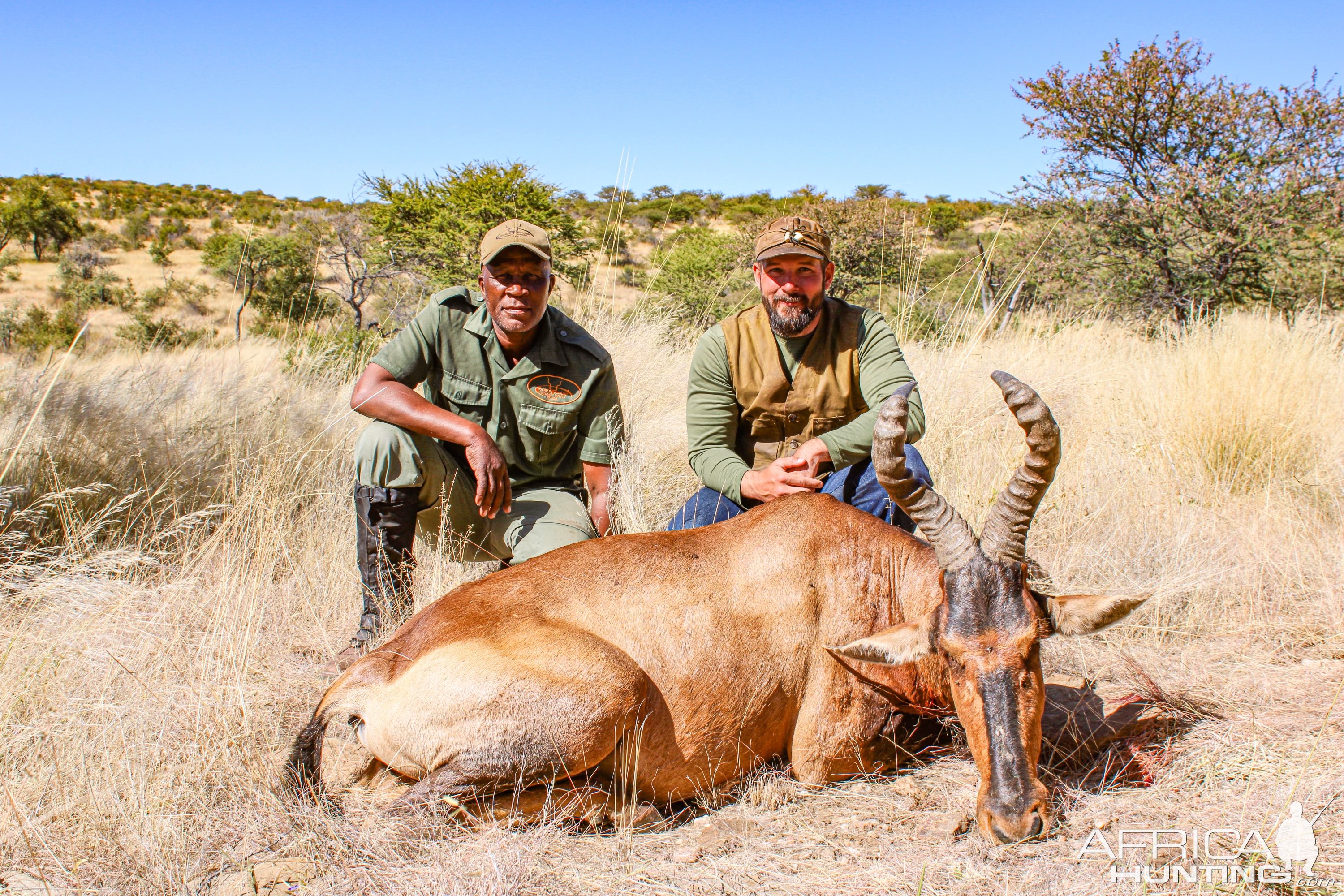 Red Hartebeest Hunting Namibia