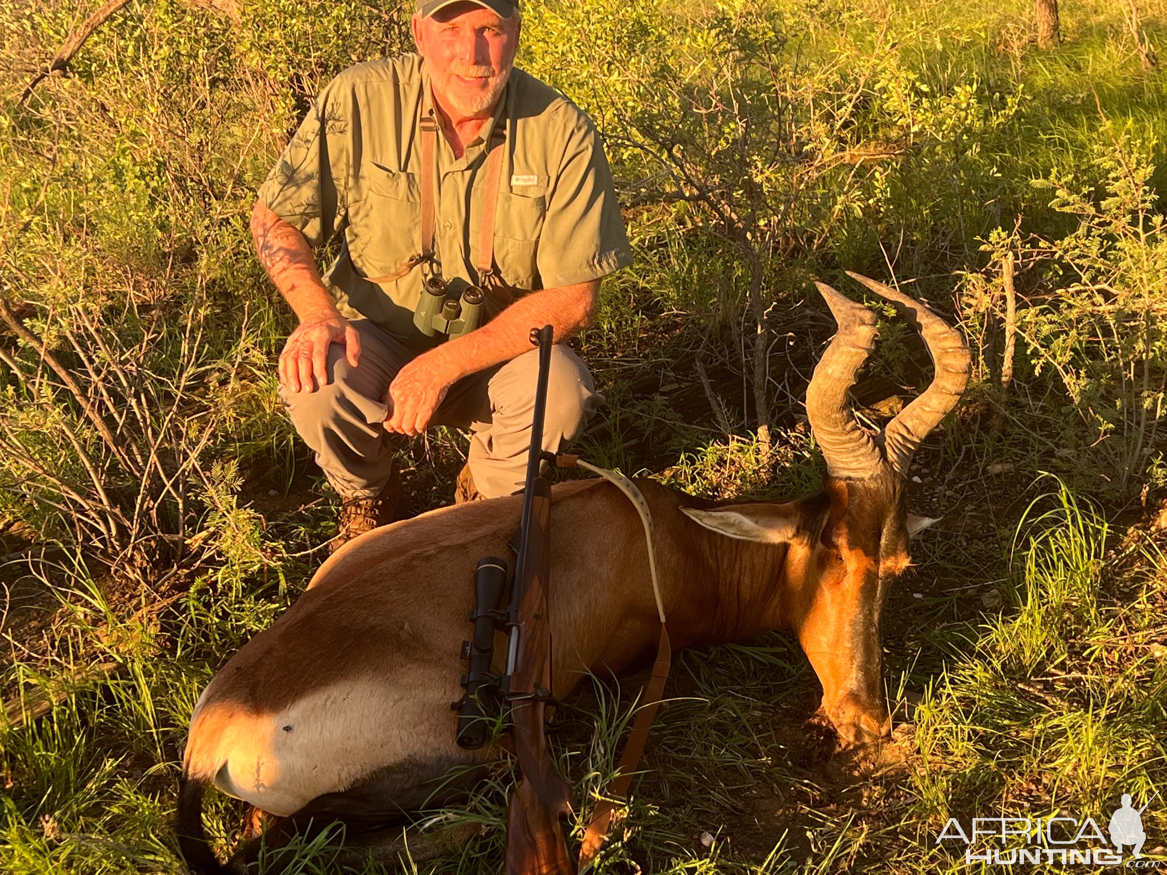 Red Hartebeest Hunting Namibia