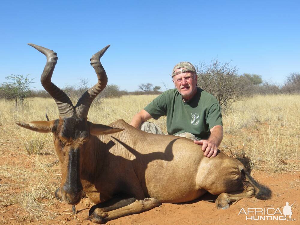 Red Hartebeest Hunting Namibia