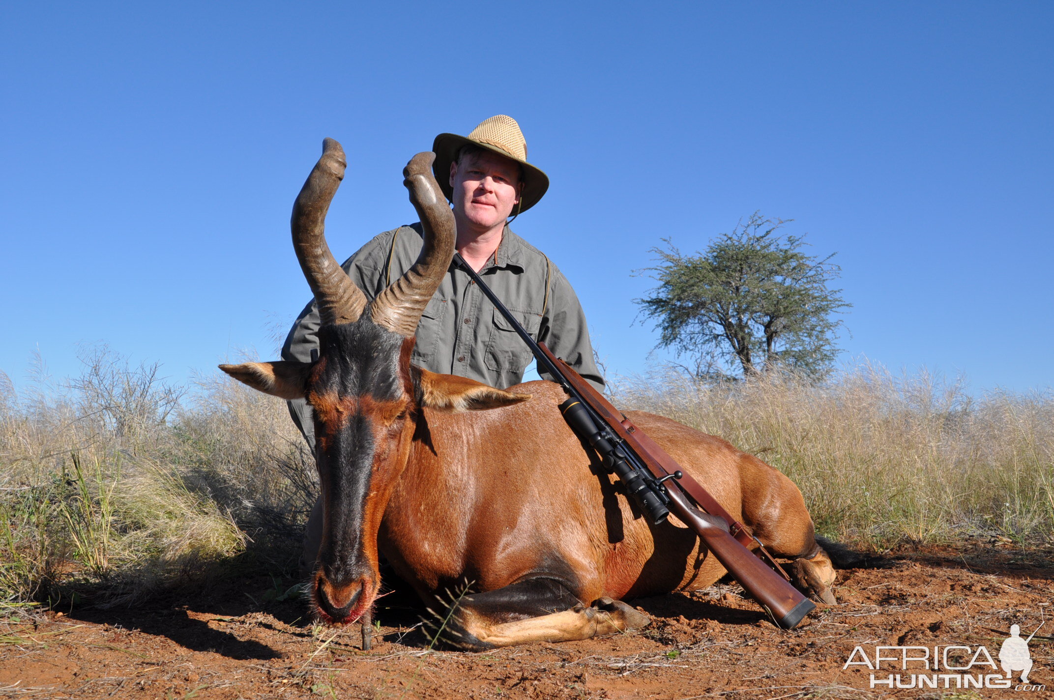 Red Hartebeest Hunting Namibia