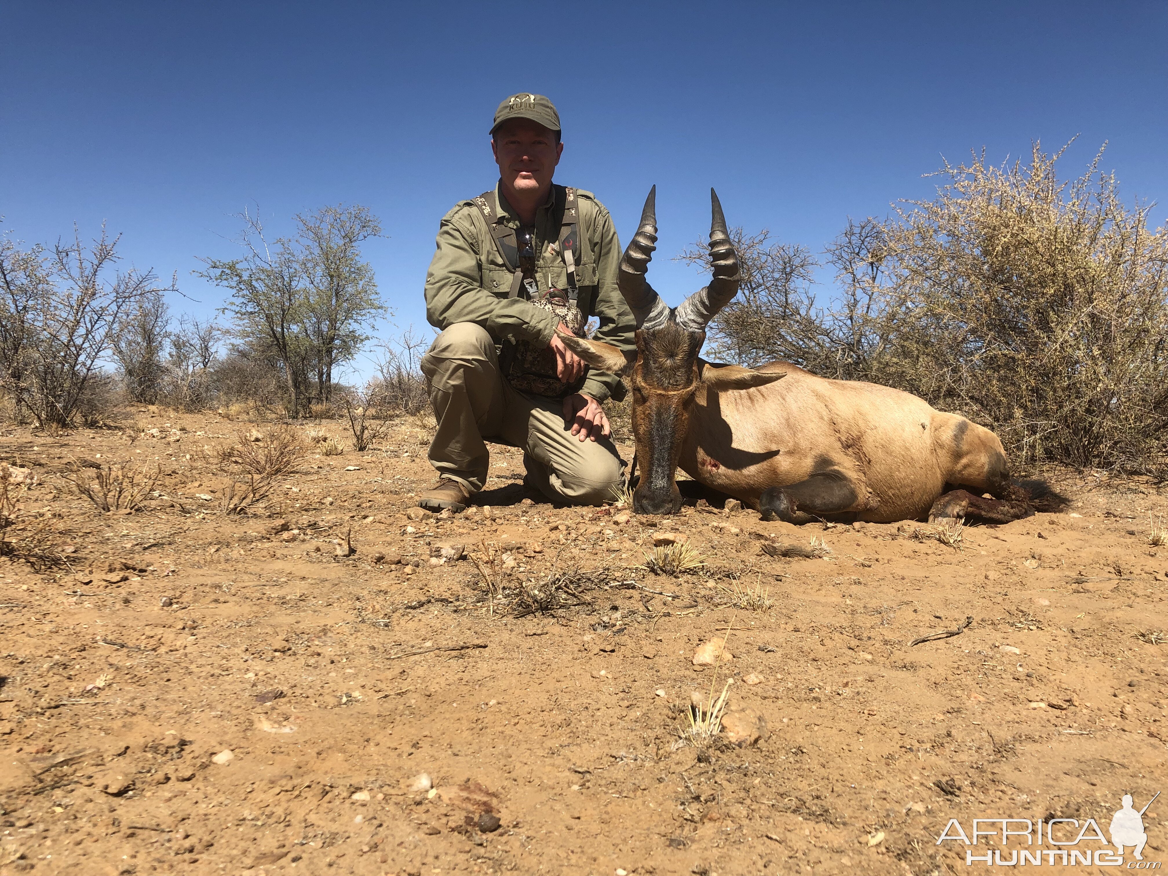 Red Hartebeest Hunting Namibia