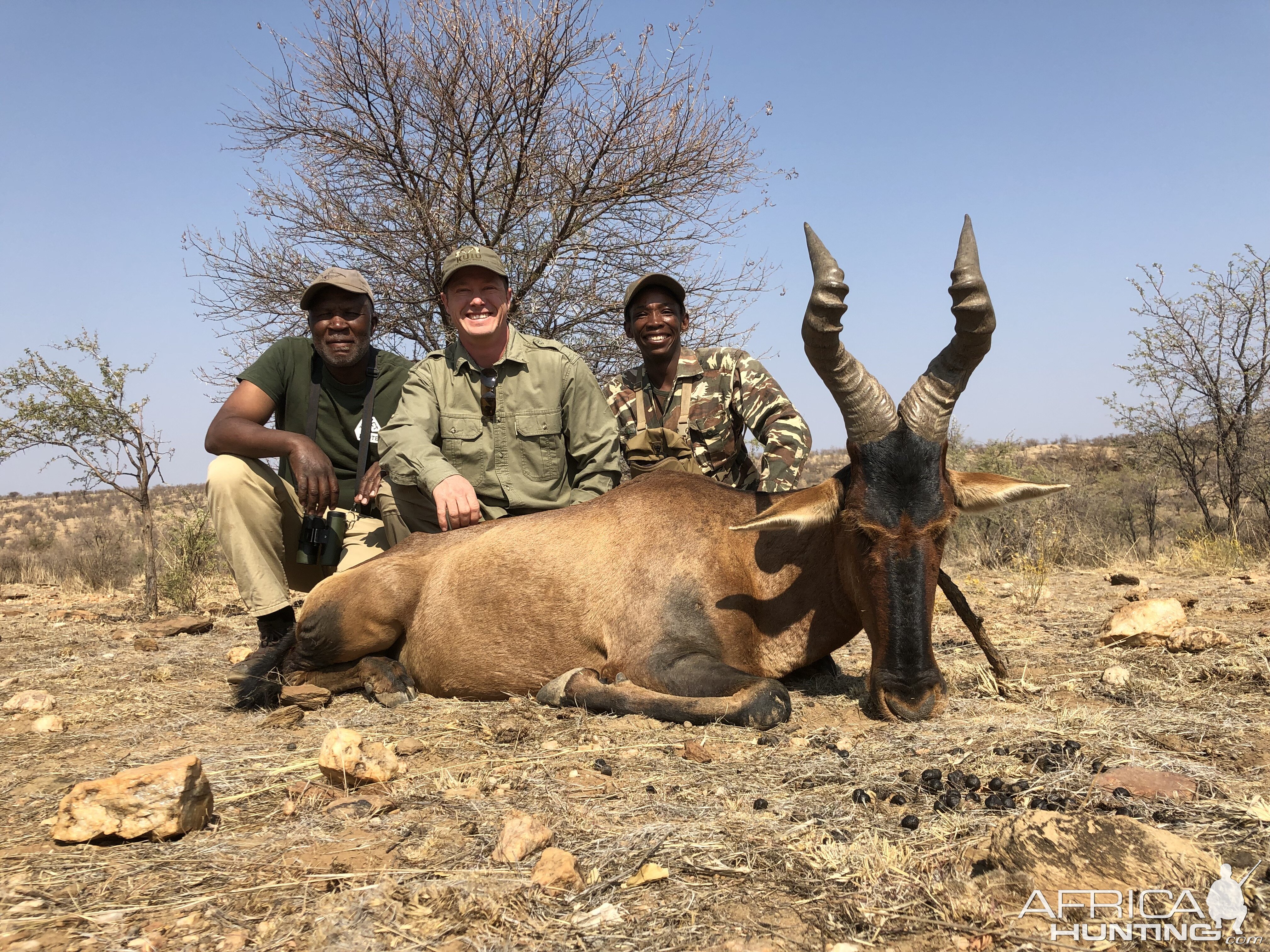 Red Hartebeest Hunting Namibia