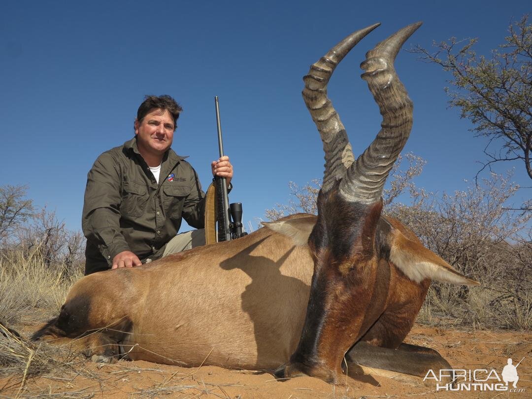 Red Hartebeest Hunting Namibia