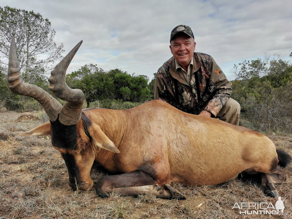 Red Hartebeest Hunting South Africa