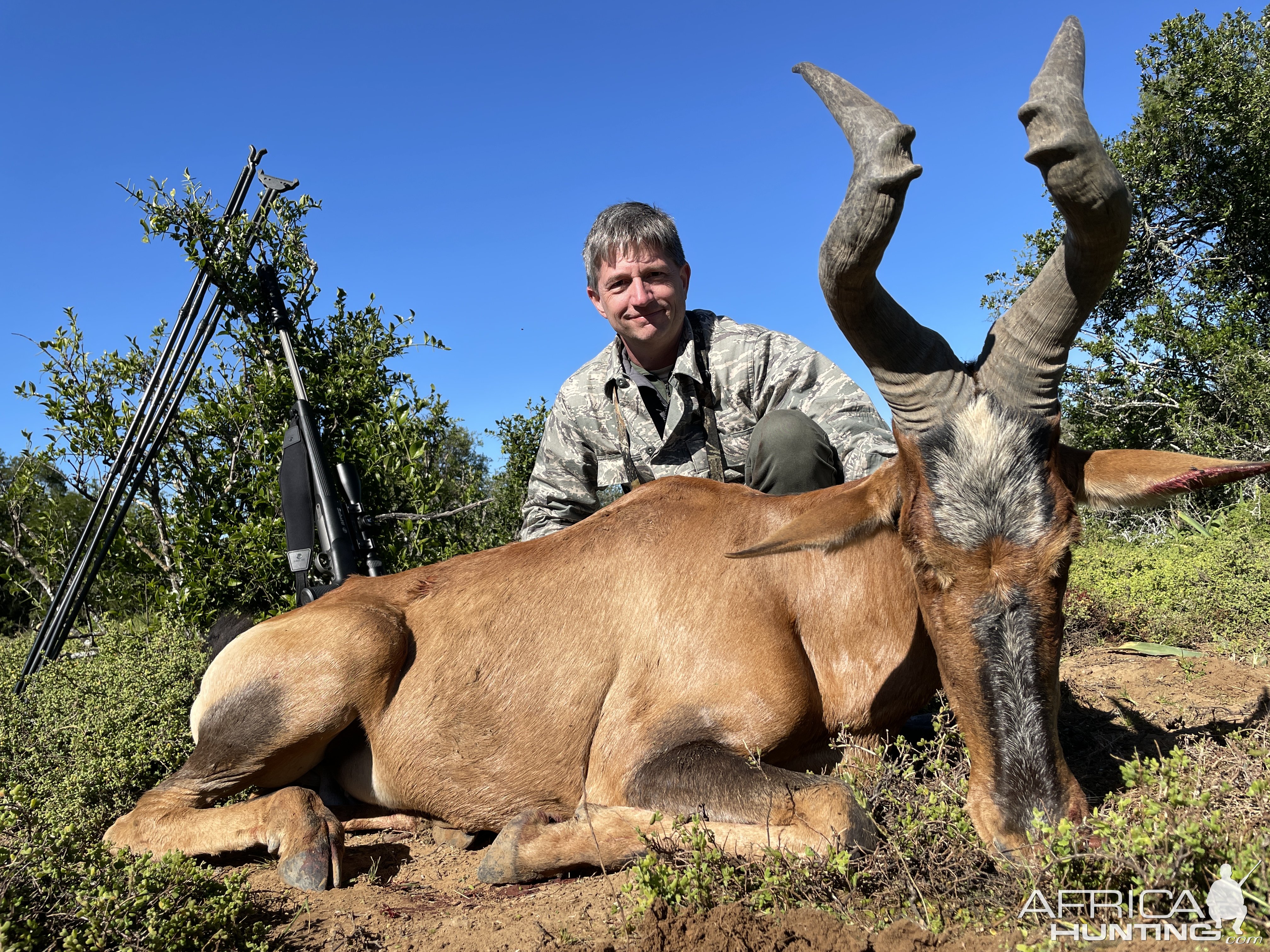 Red Hartebeest Hunting South Africa