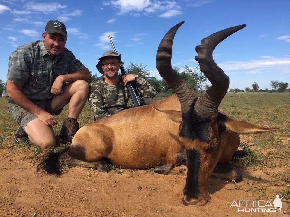 Red Hartebeest Hunting South Africa