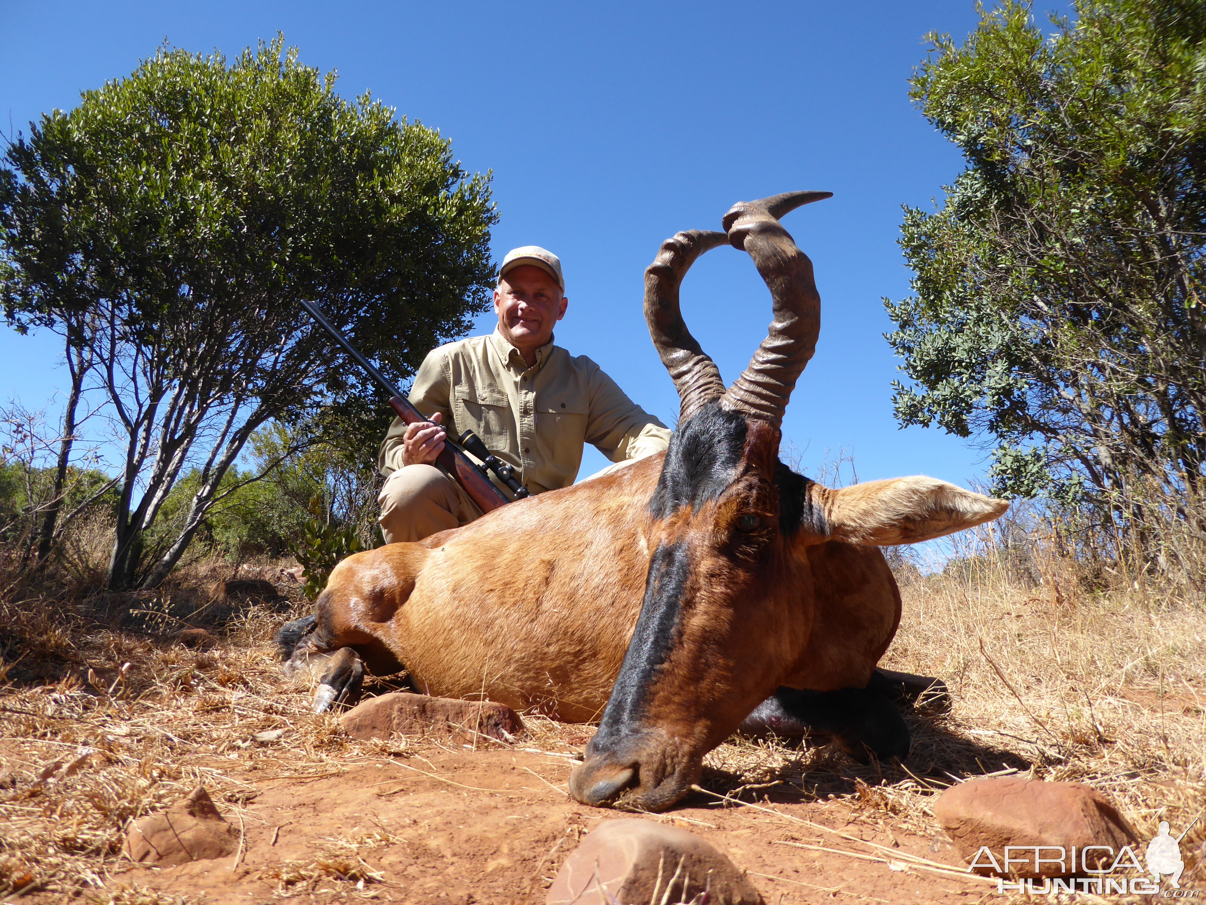 Red Hartebeest Hunting South Africa