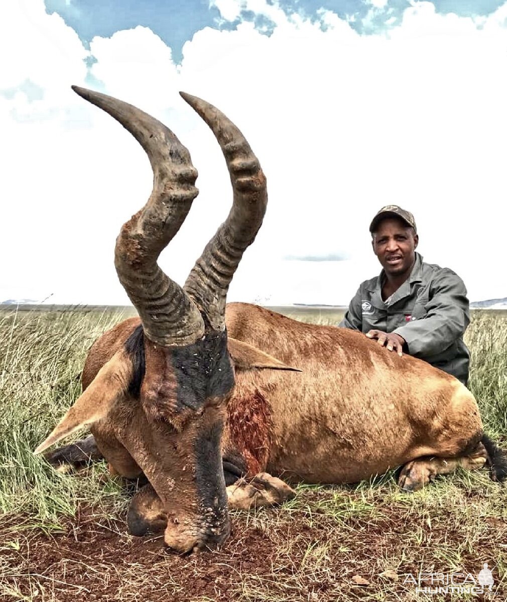 Red Hartebeest Hunting South Africa