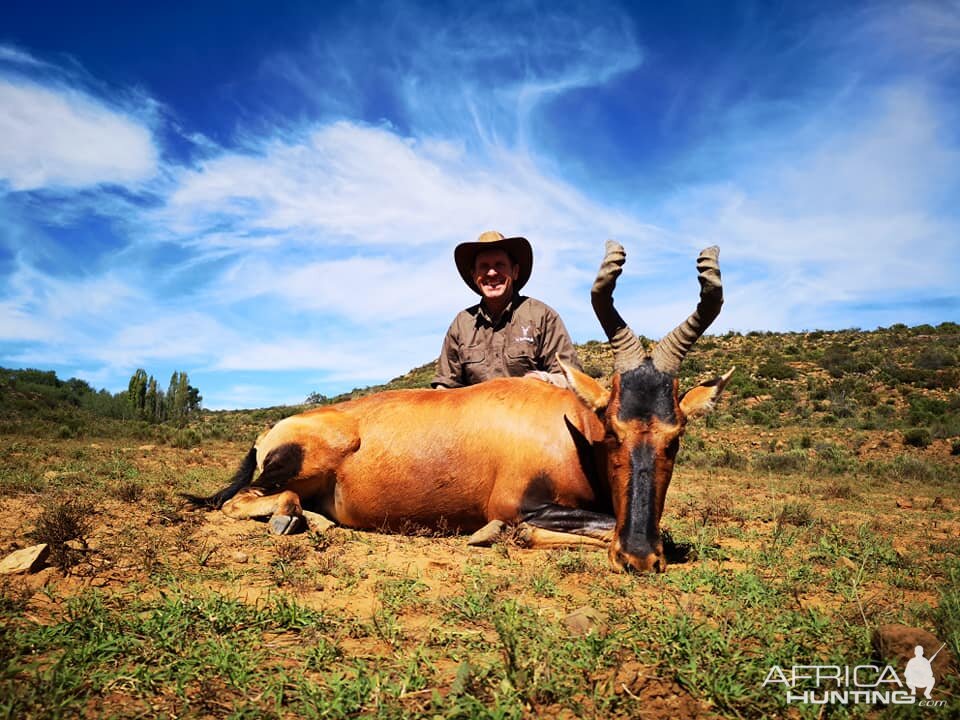 Red Hartebeest Hunting South Africa