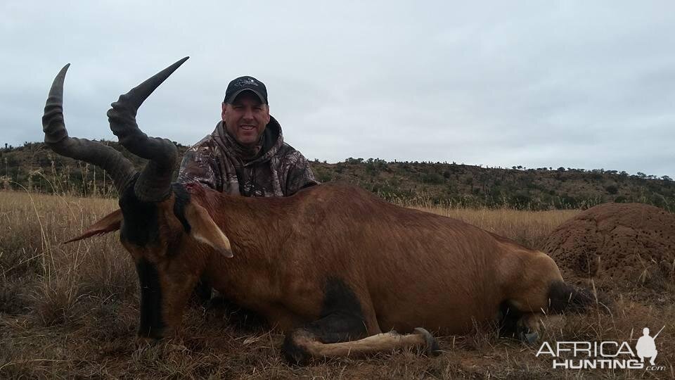 Red Hartebeest Hunting South Africa