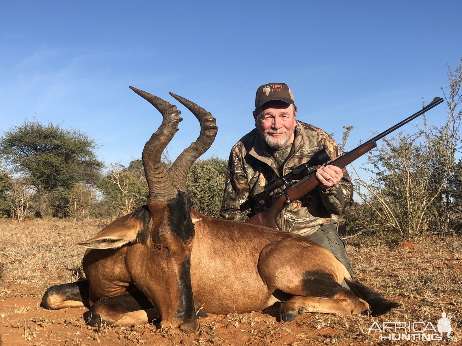 Red Hartebeest Hunting South Africa