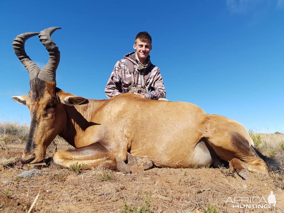 Red Hartebeest Hunting South Africa