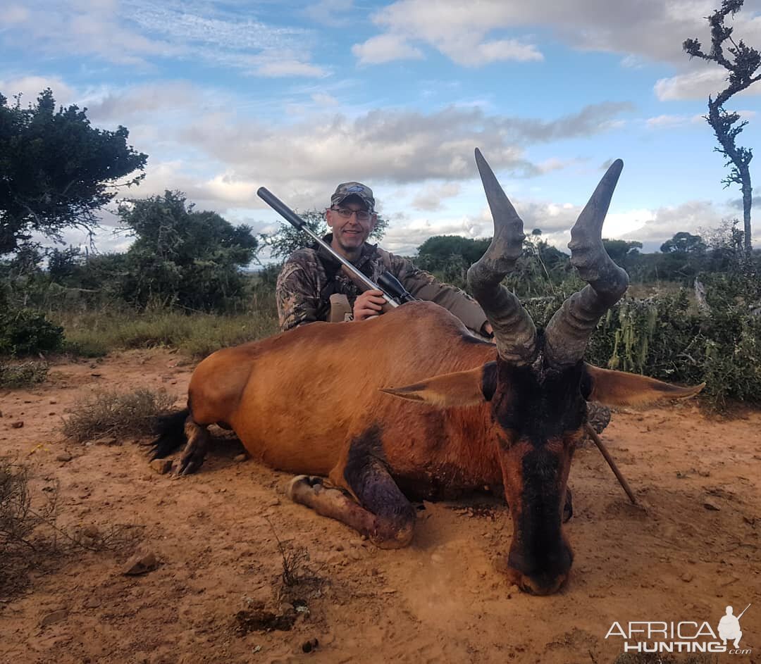 Red Hartebeest Hunting South Africa