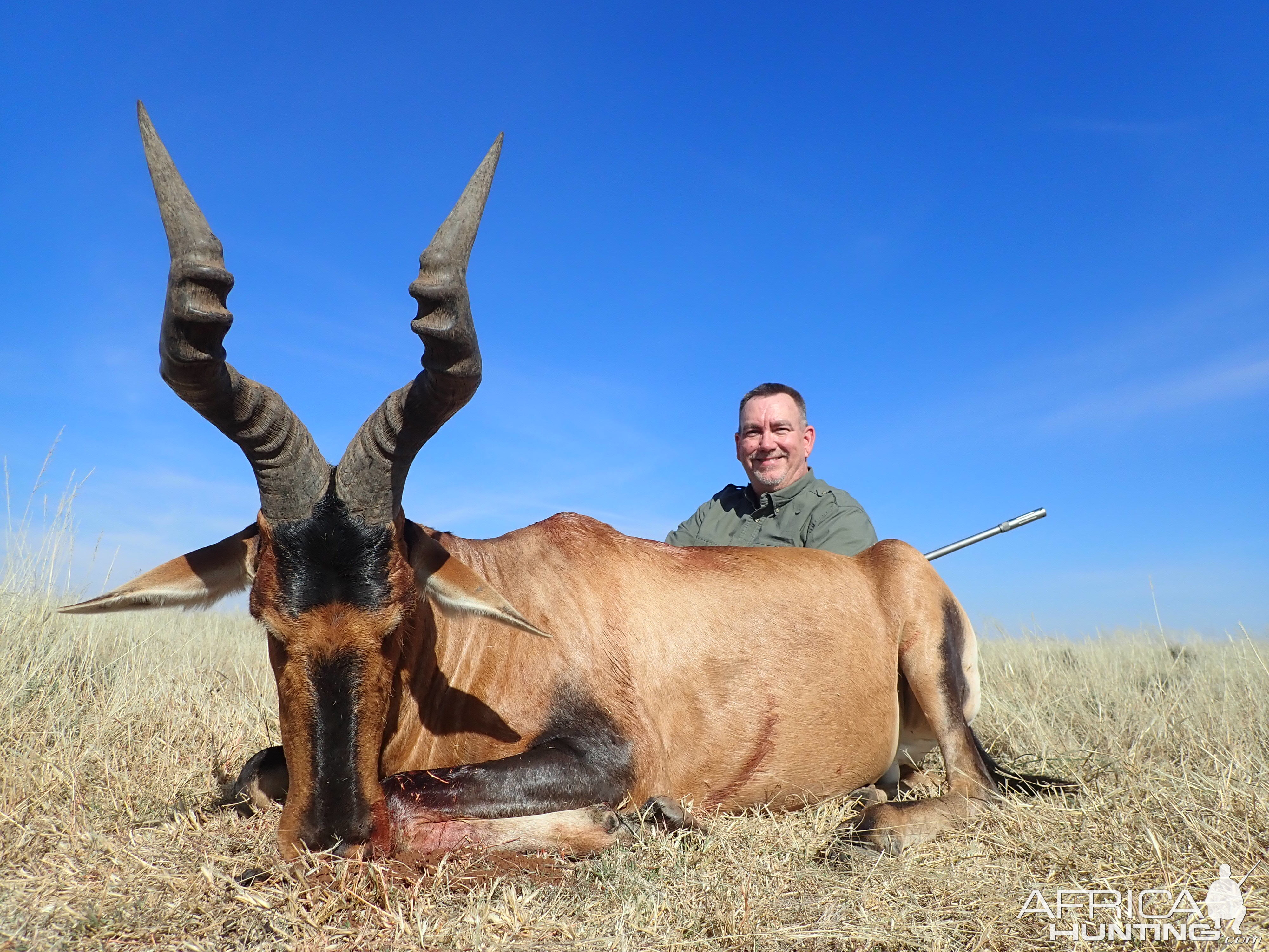 Red Hartebeest Hunting South Africa