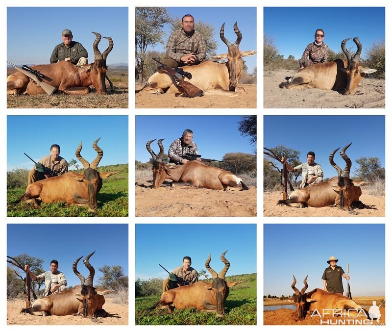 Red Hartebeest Hunting