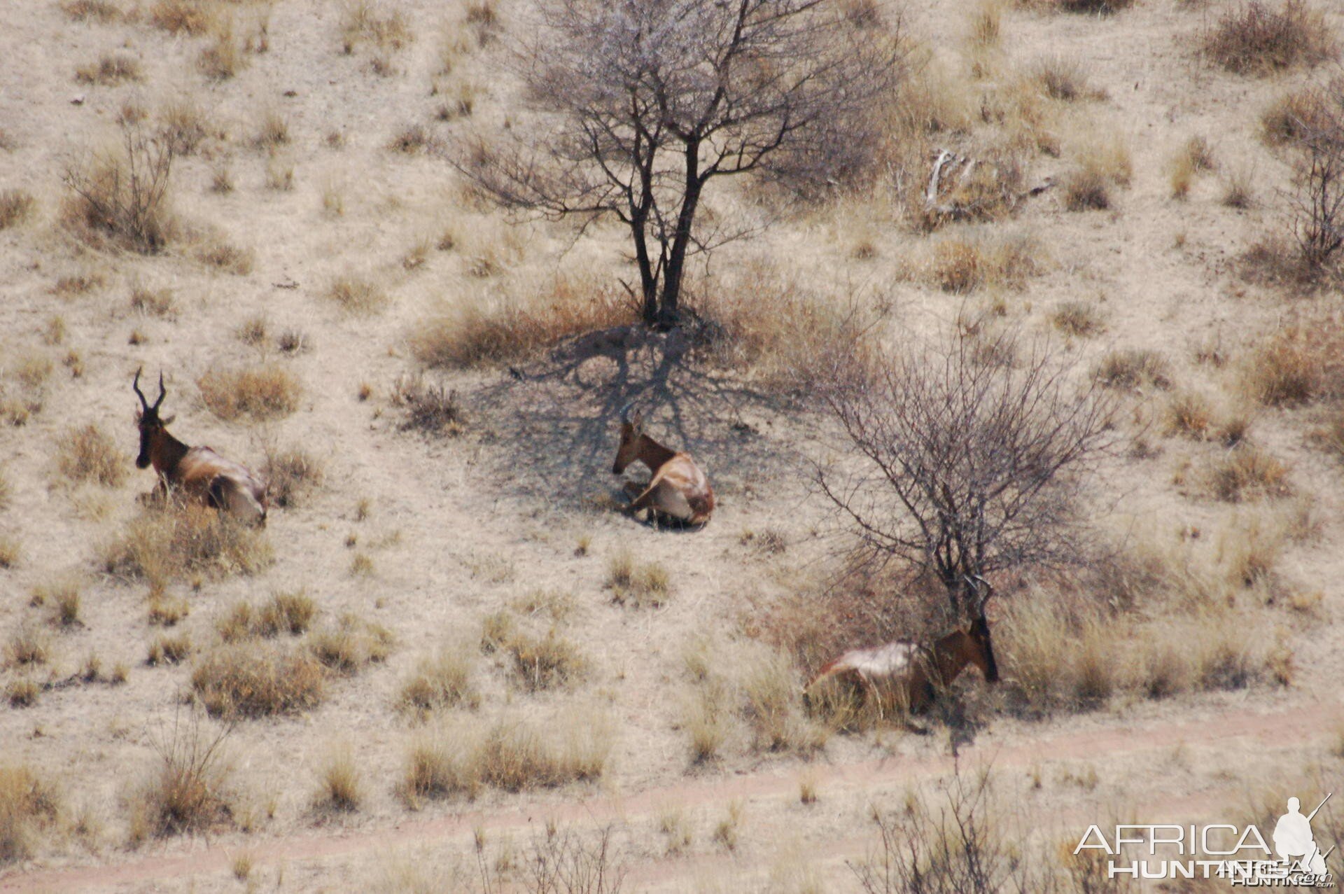 Red Hartebeest in Namibia