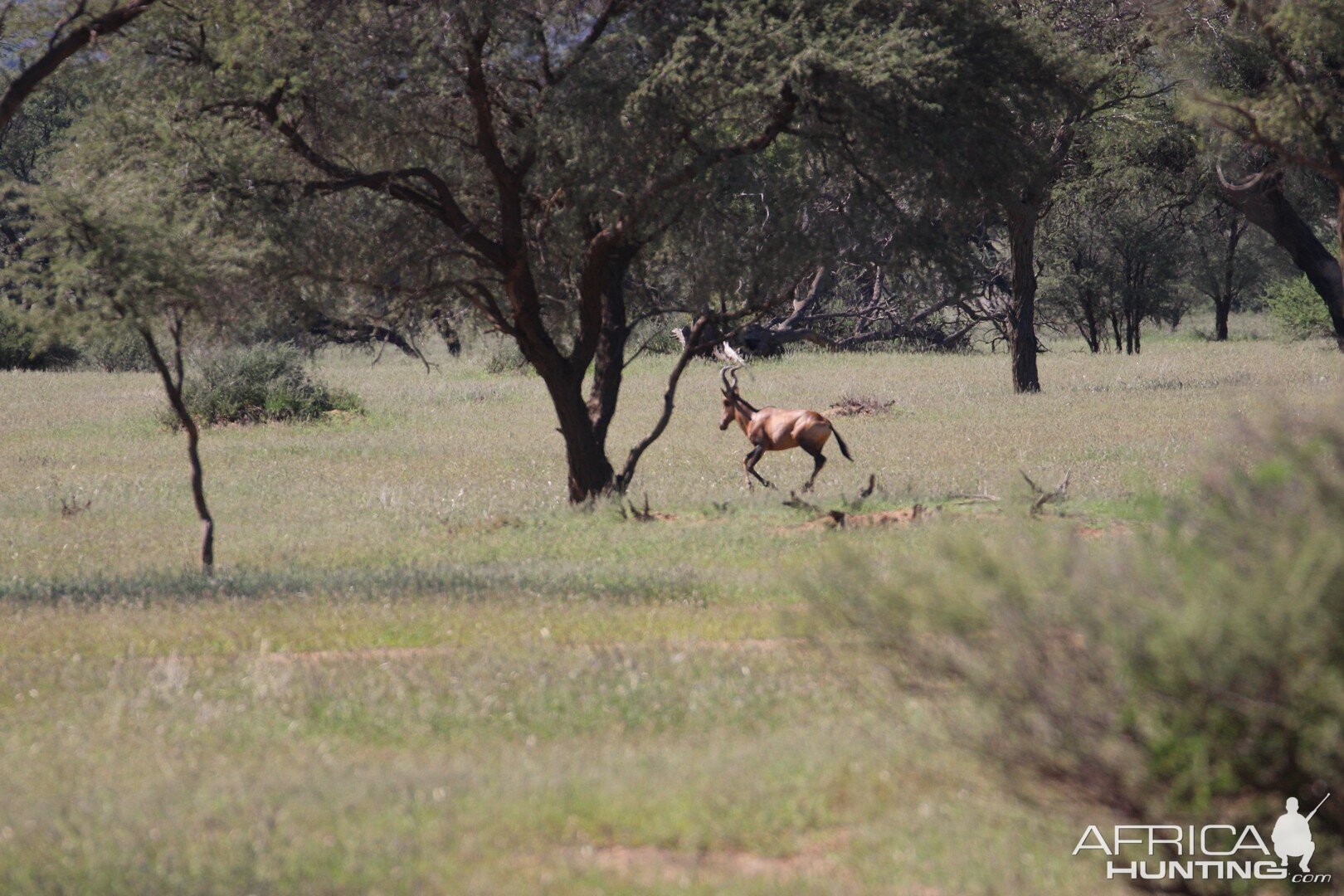 Red Hartebeest in the Kalahari Namibia