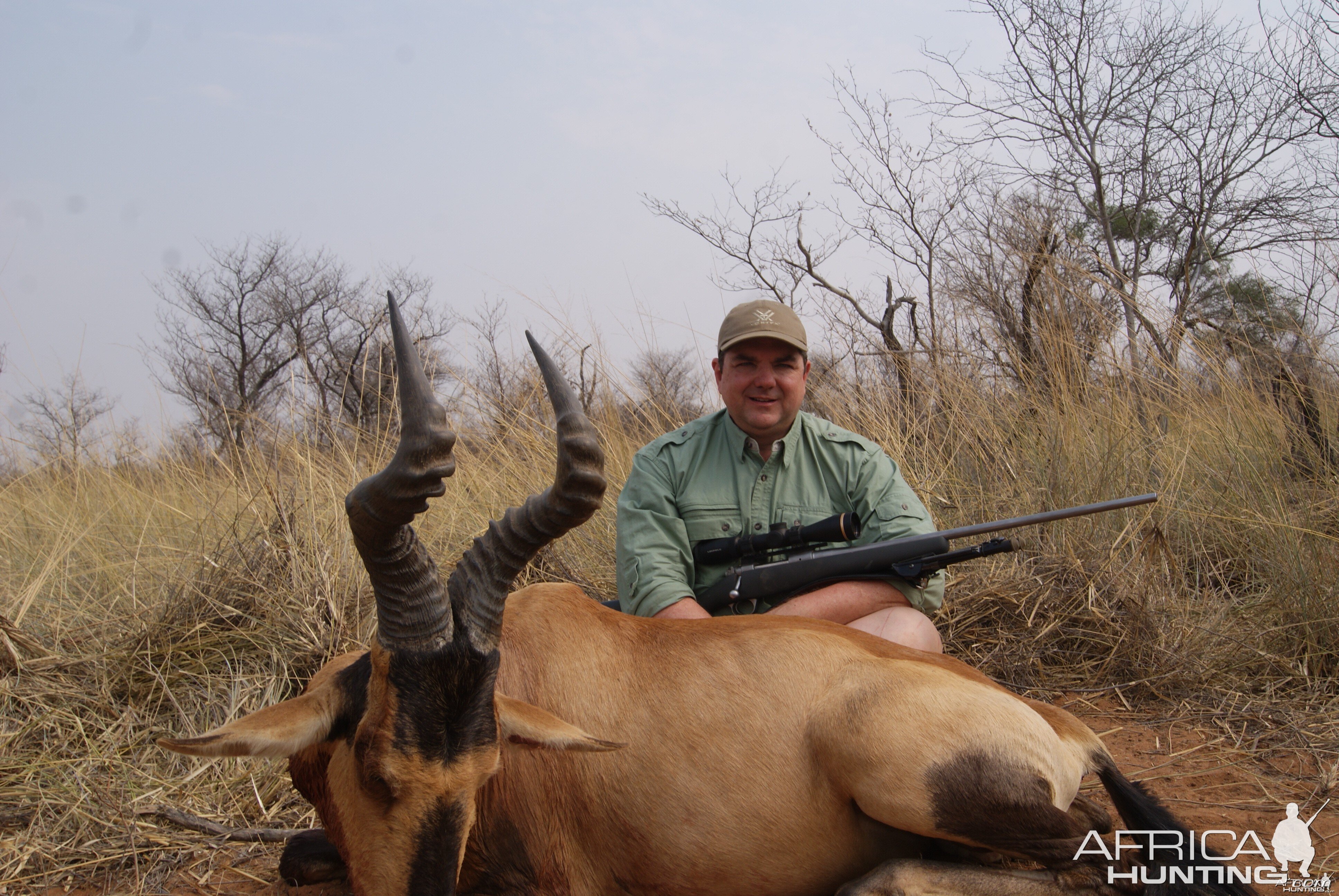 Red Hartebeest Limpopo Thornbrush country.