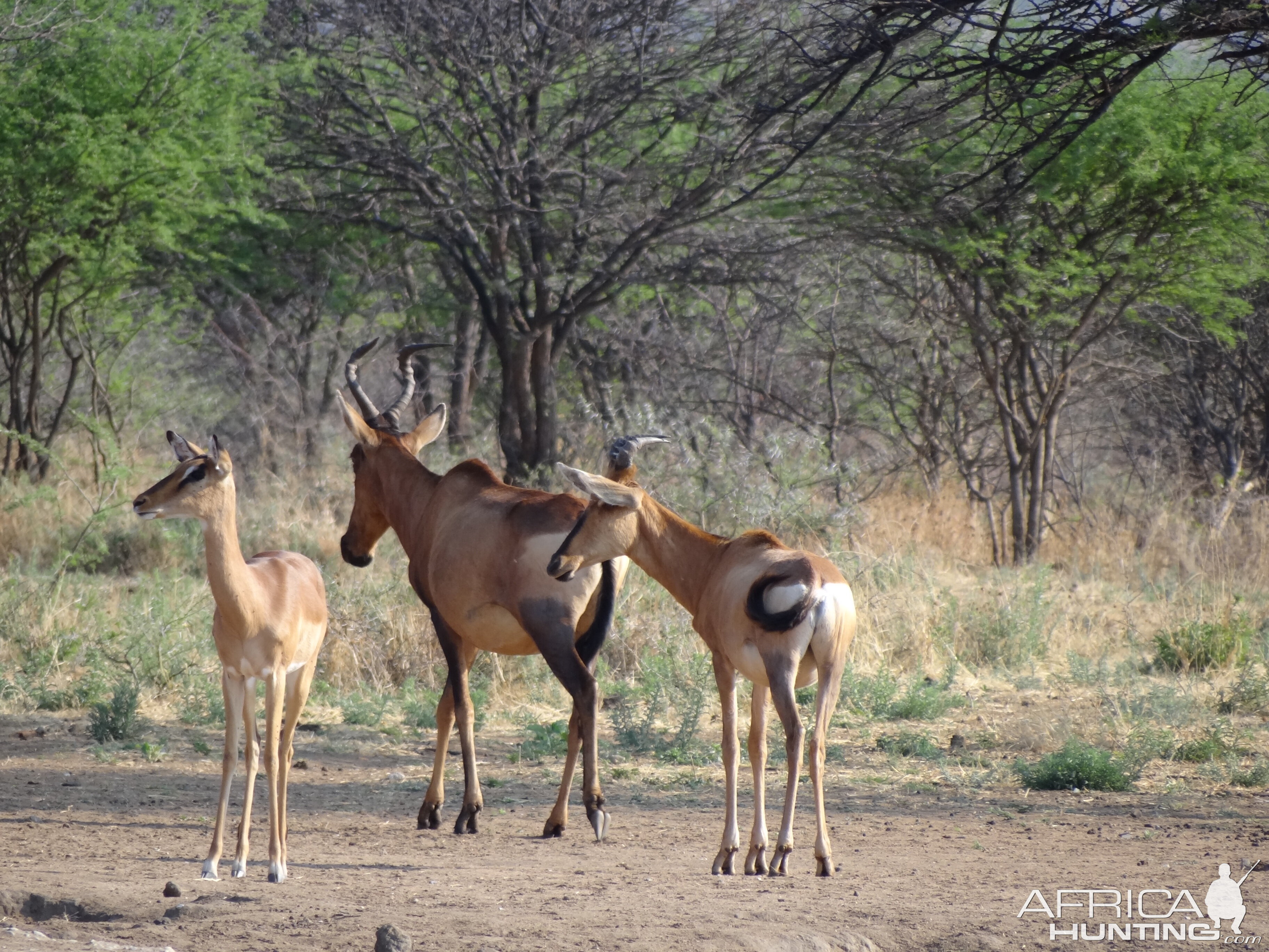 Red Hartebeest Namibia