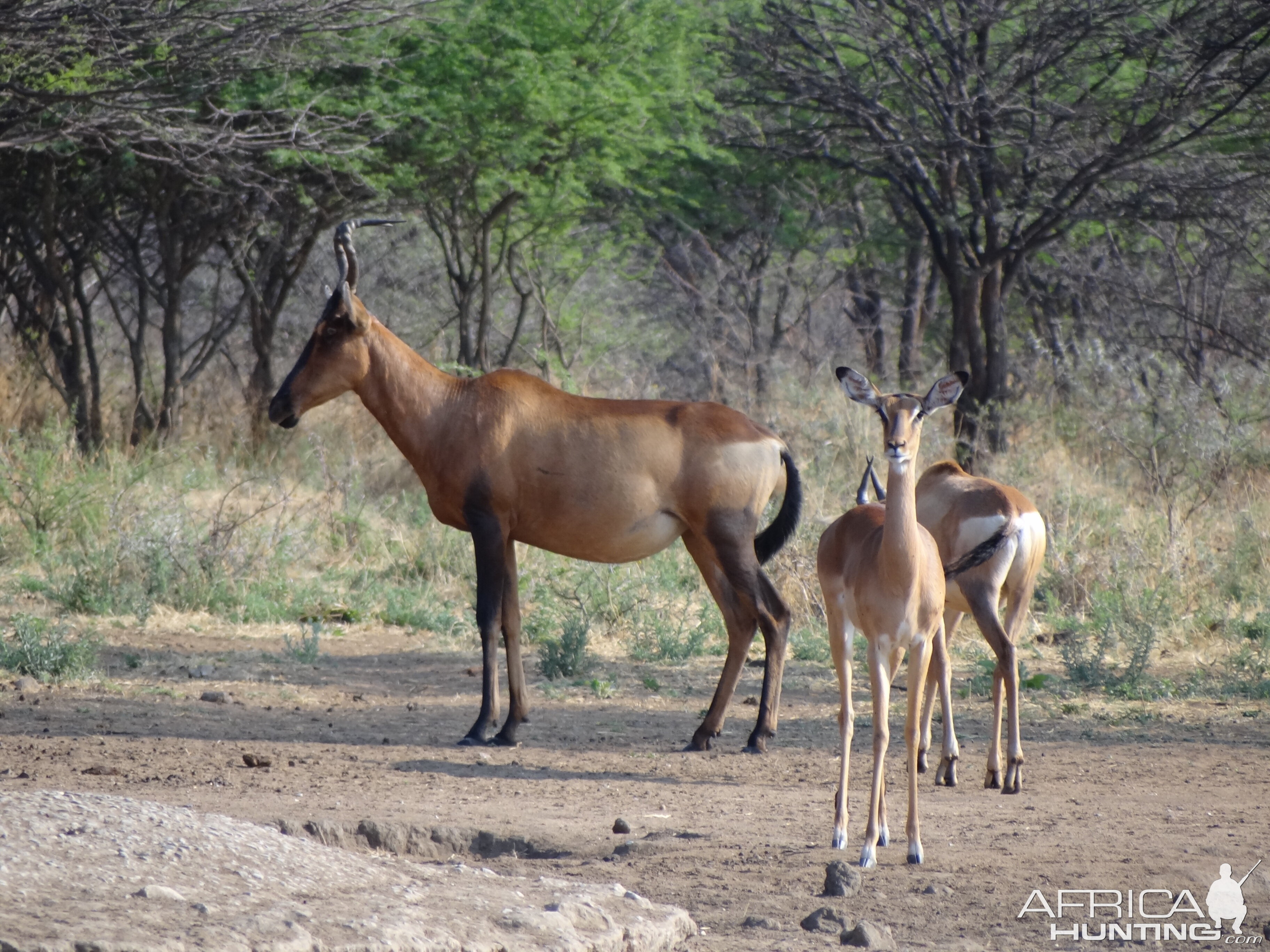 Red Hartebeest Namibia