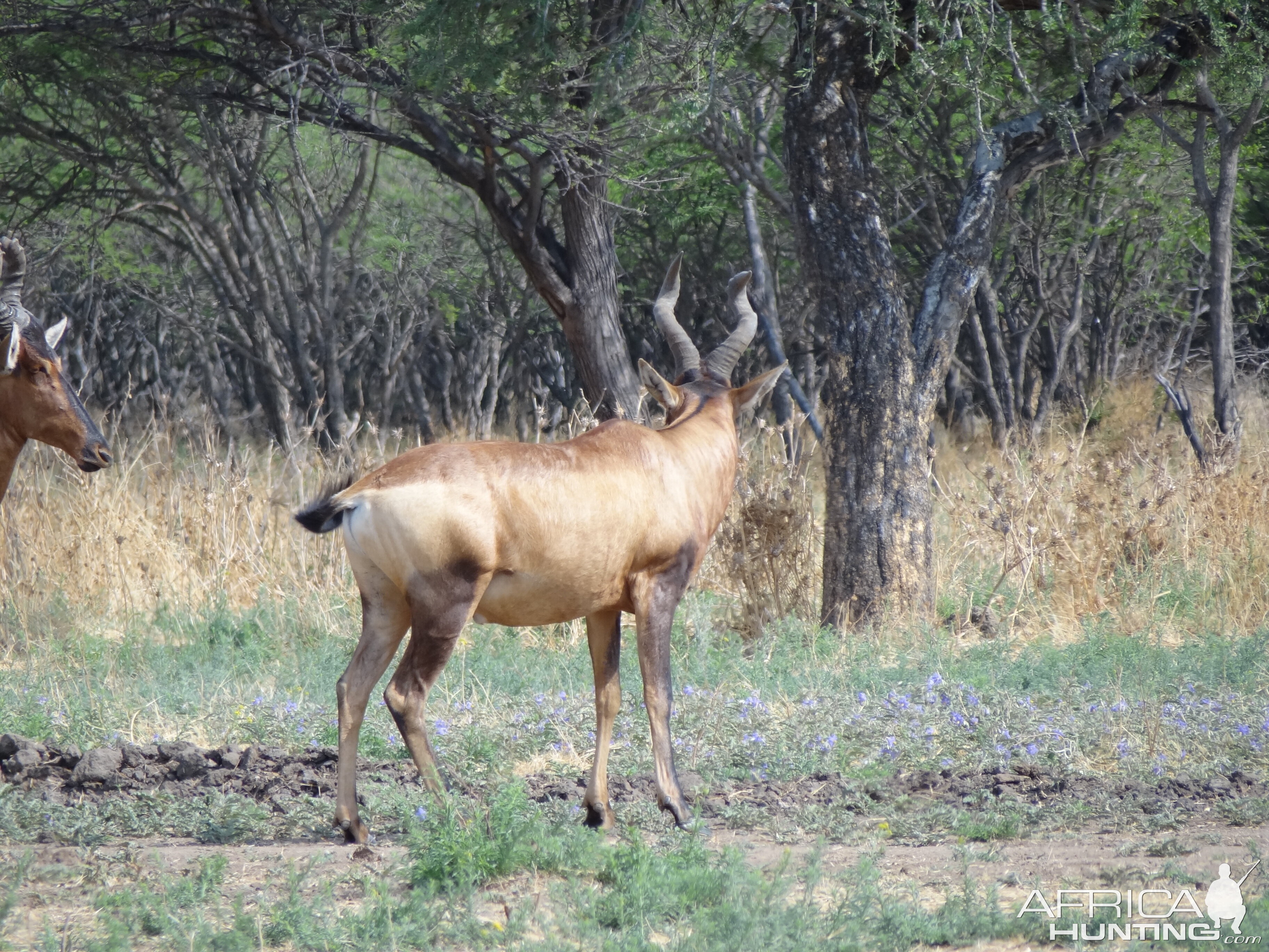 Red Hartebeest Namibia