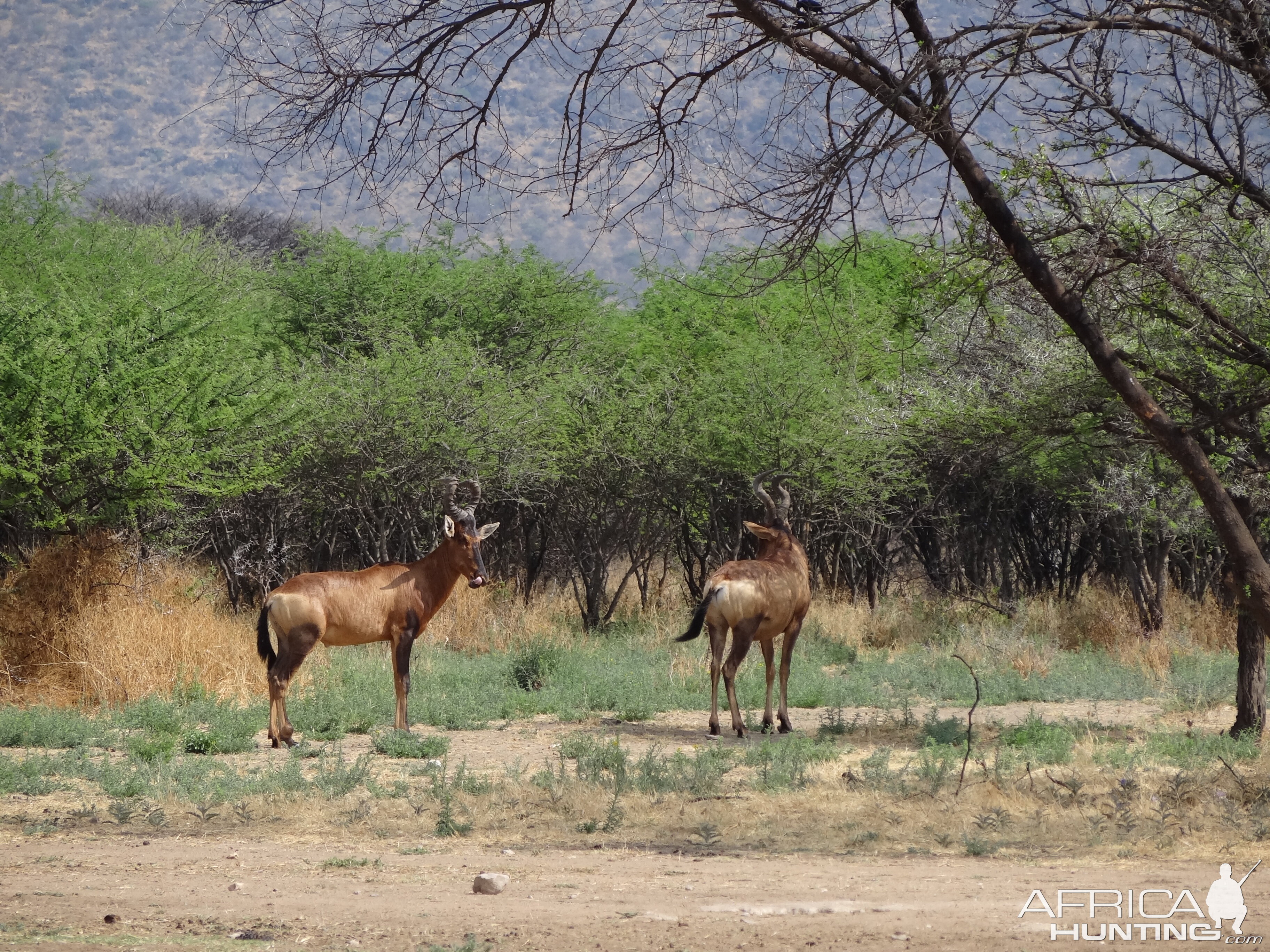 Red Hartebeest Namibia