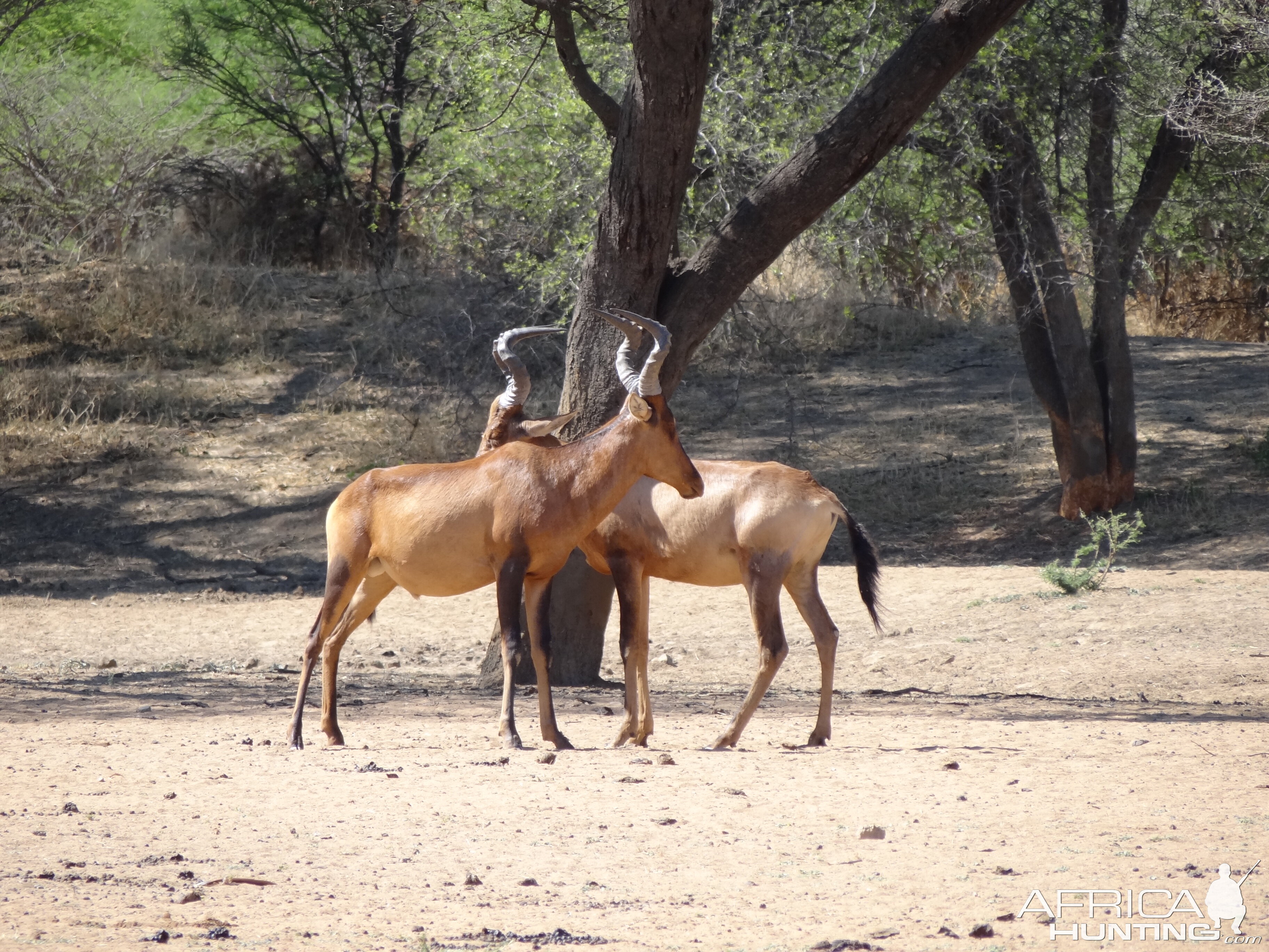 Red Hartebeest Namibia