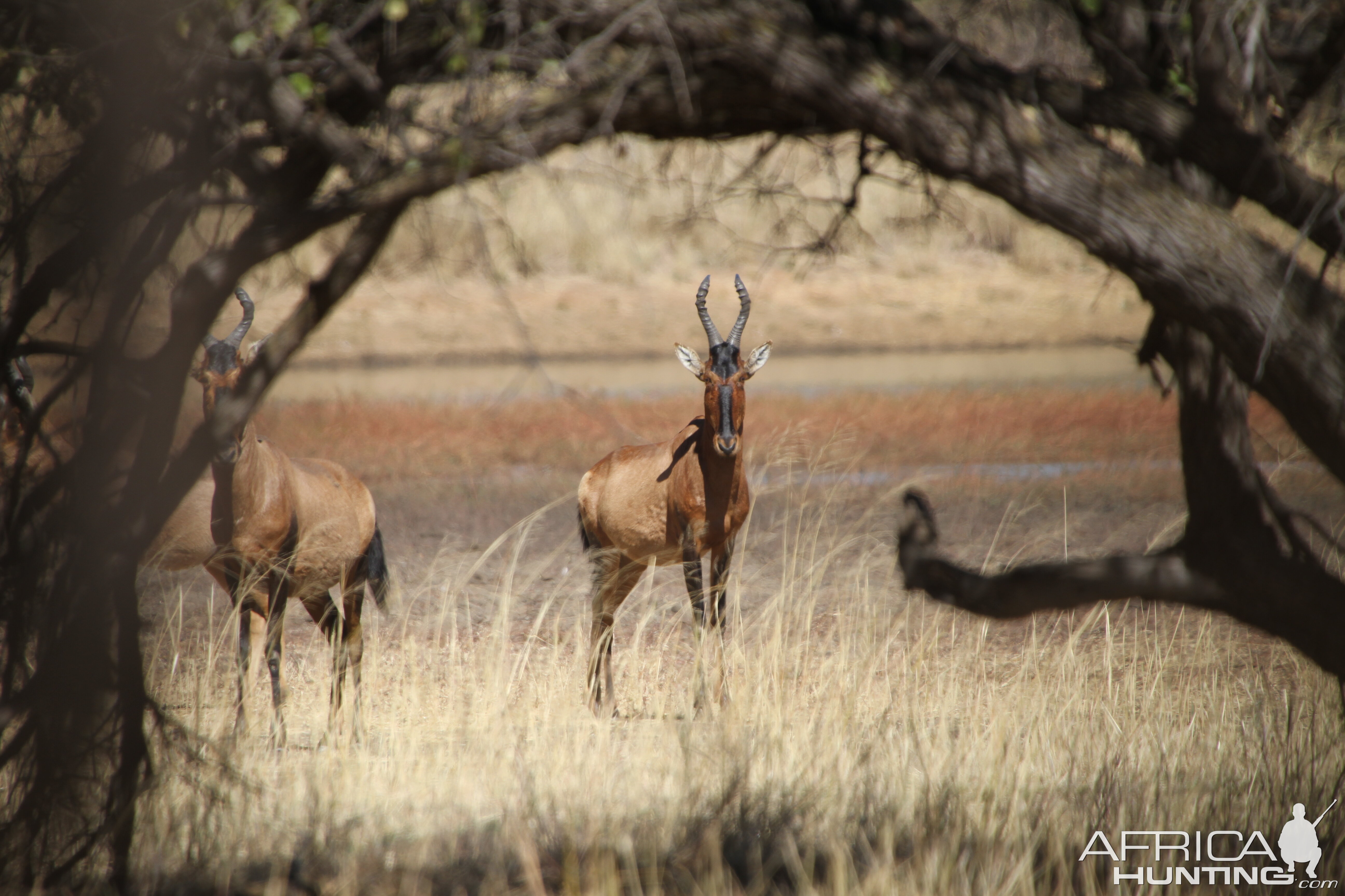 Red Hartebeest Namibia