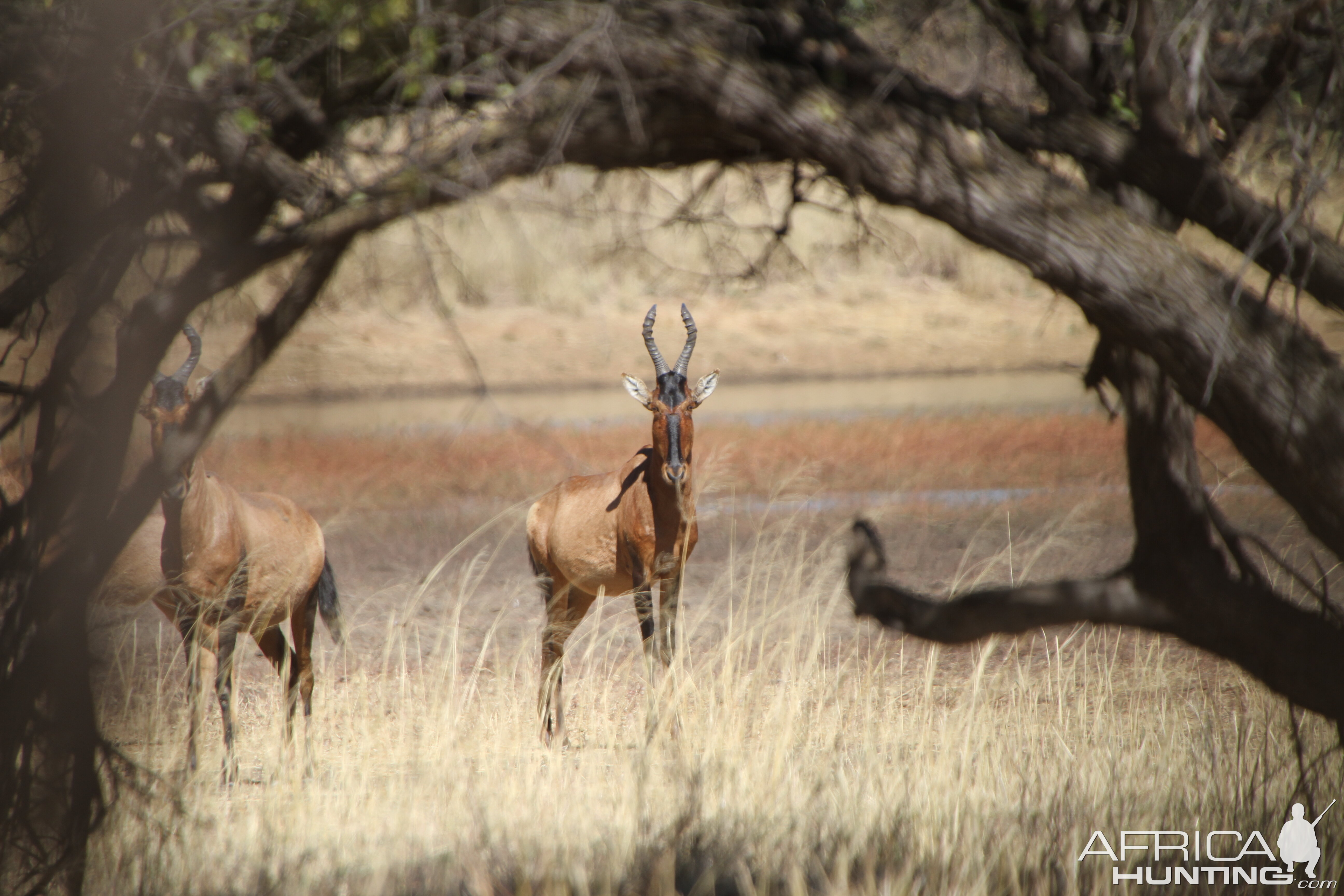 Red Hartebeest Namibia