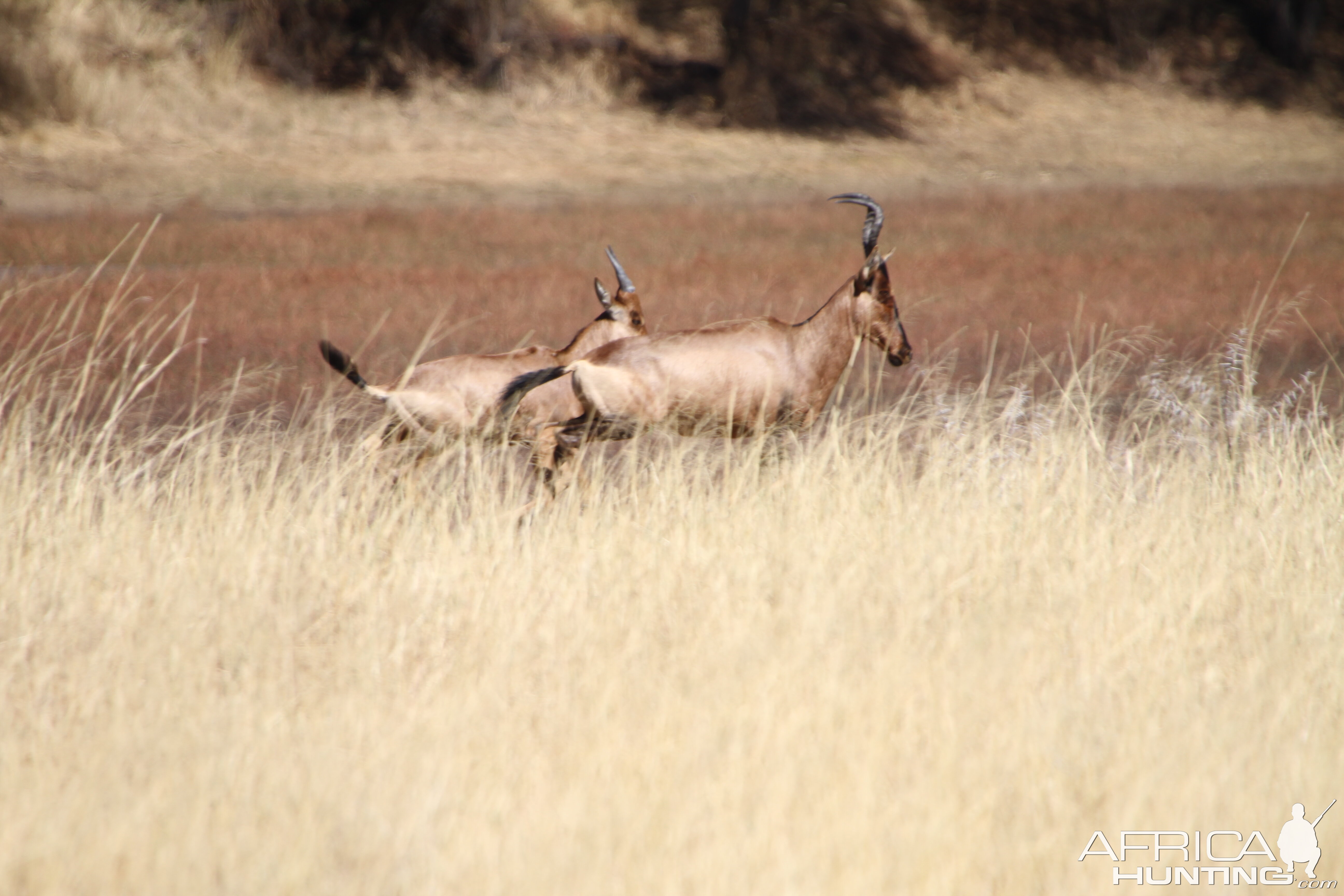 Red Hartebeest Namibia