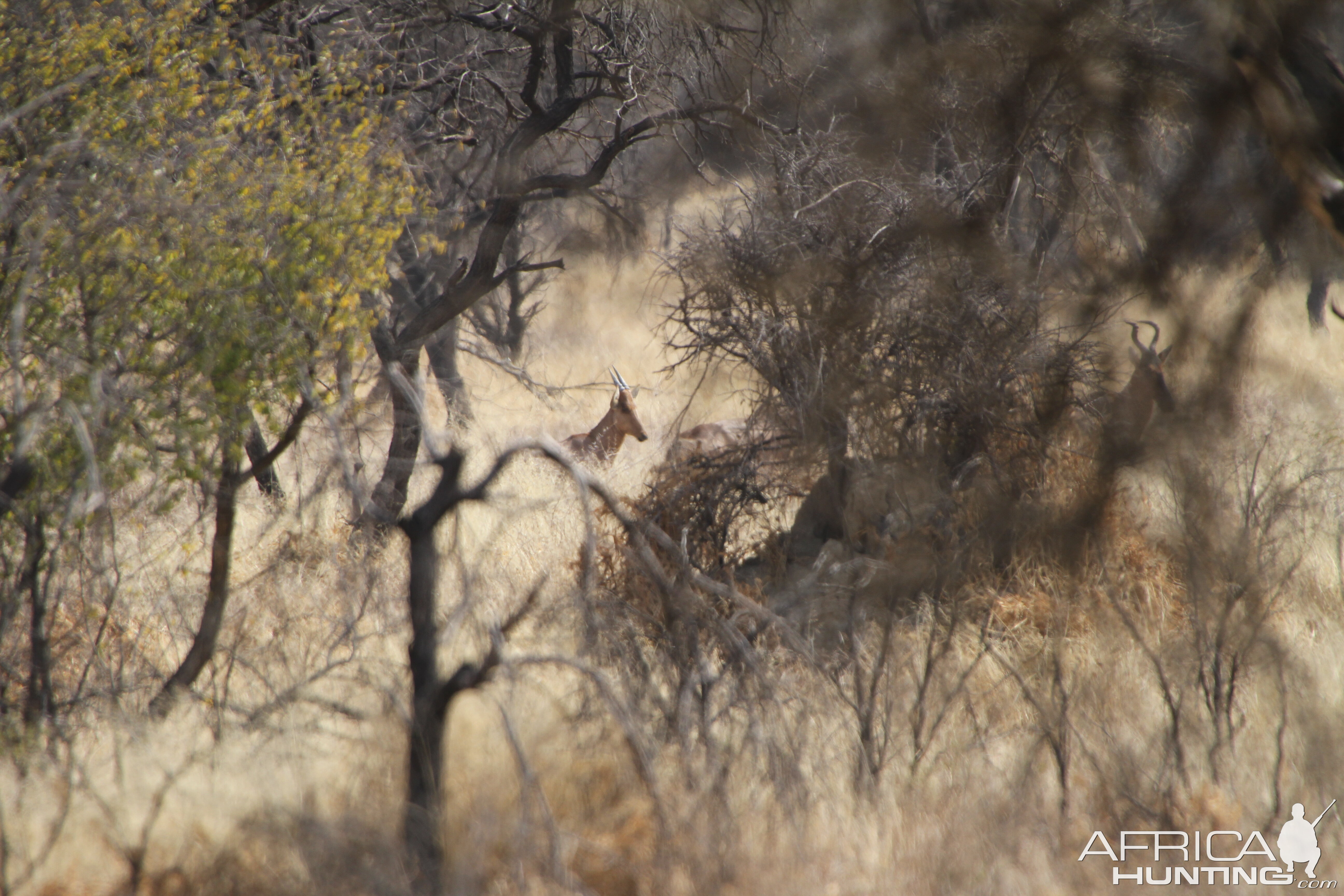 Red Hartebeest Namibia