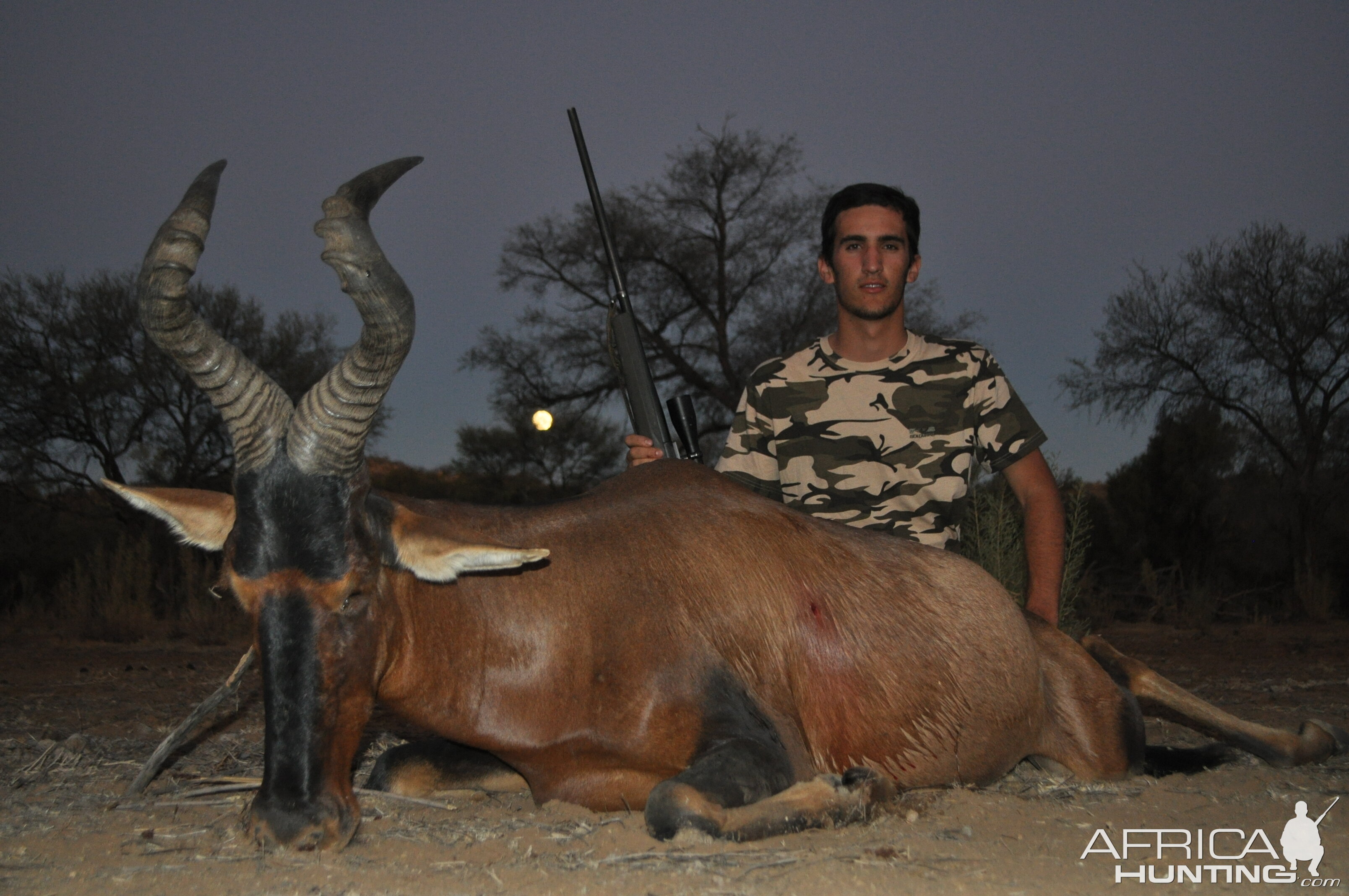 Red Hartebeest Namibia