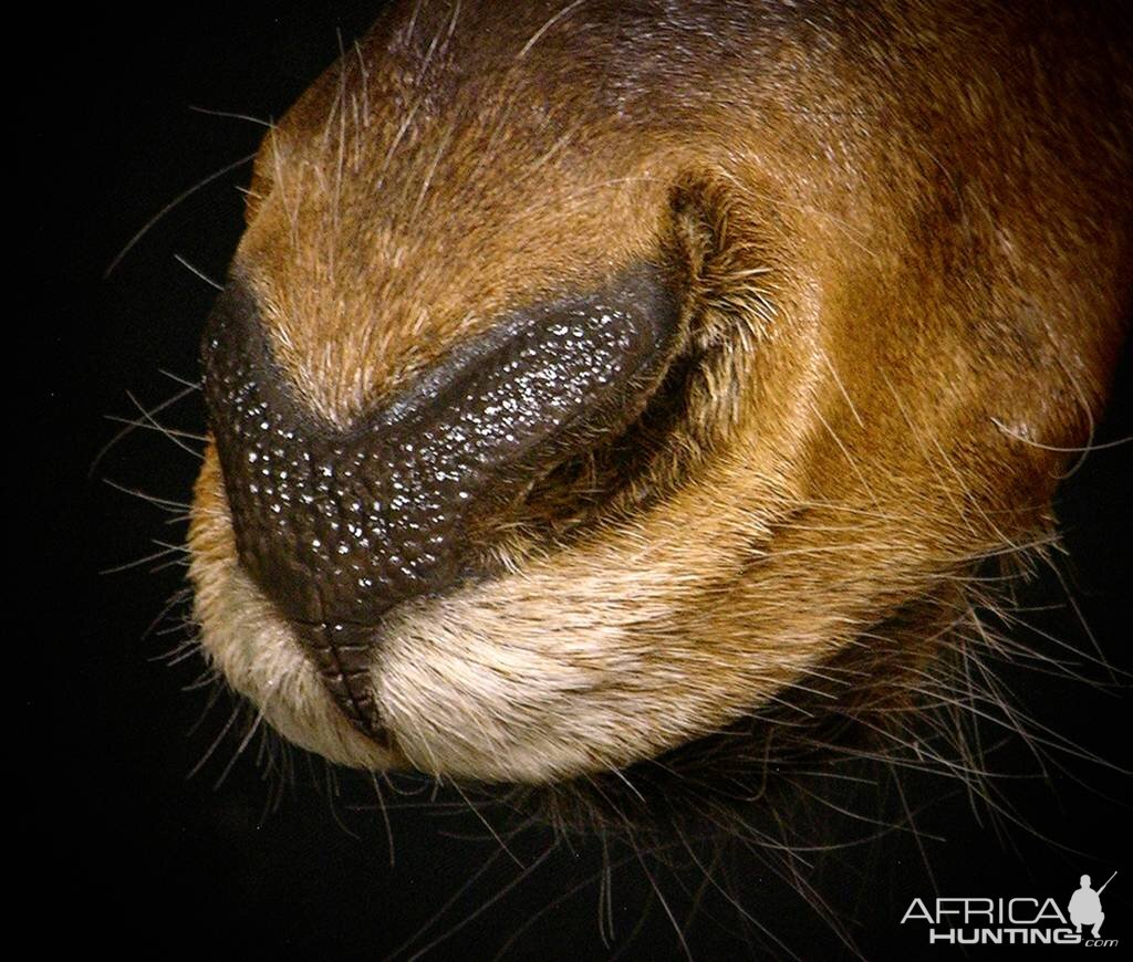 Red Hartebeest Shoulder Mount Taxidermy Close Up