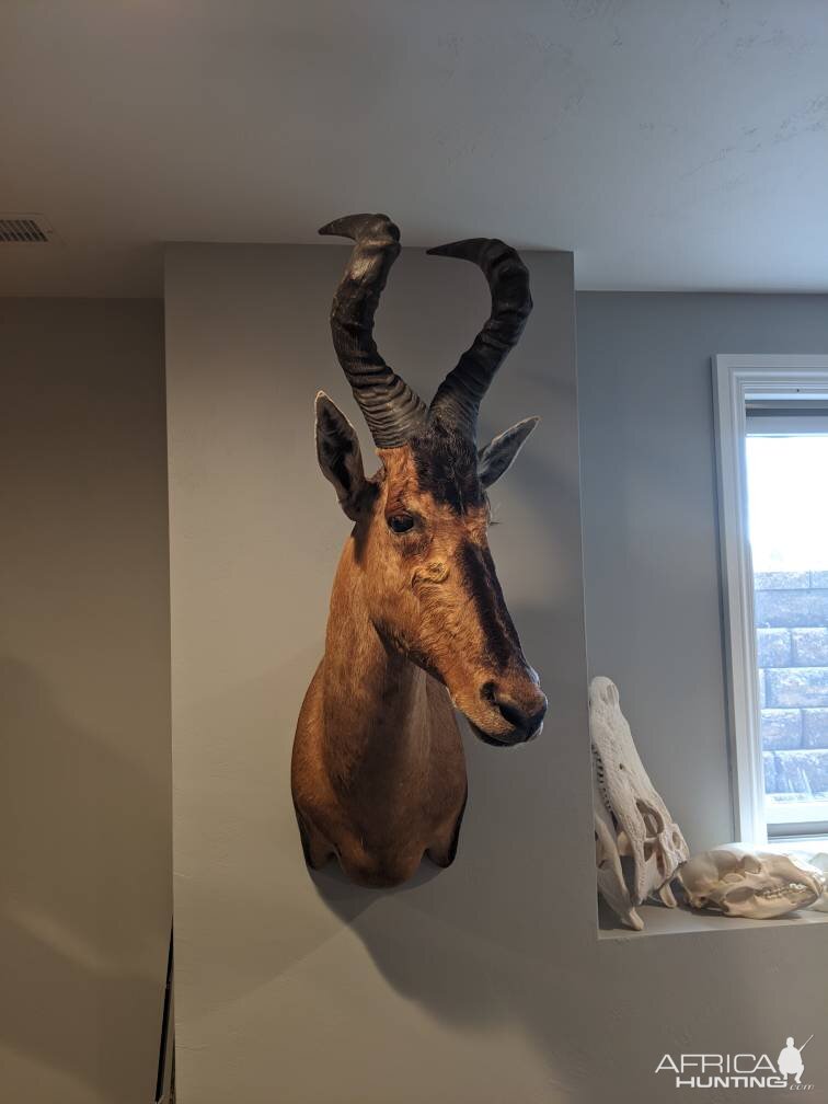 Red Hartebeest Shoulder Mount Taxidermy