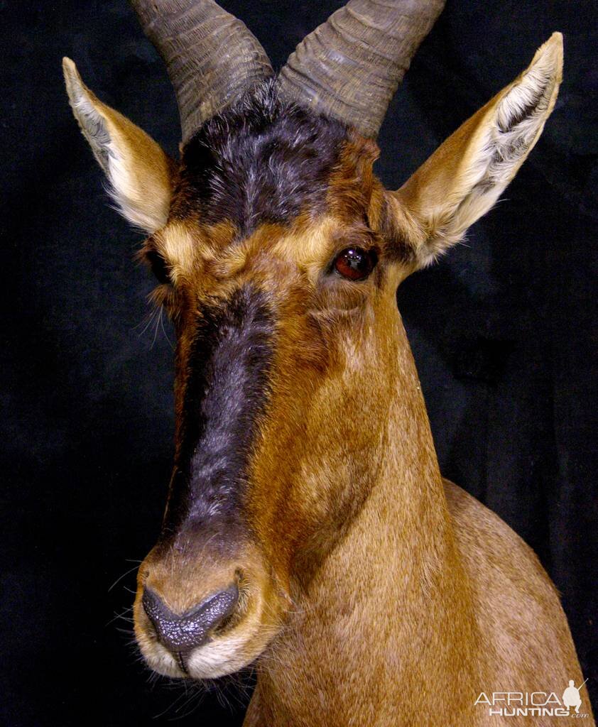 Red Hartebeest Shoulder Mount Taxidermy