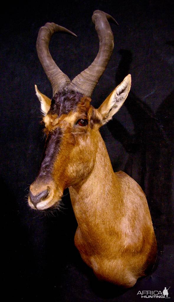 Red Hartebeest Shoulder Mount Taxidermy