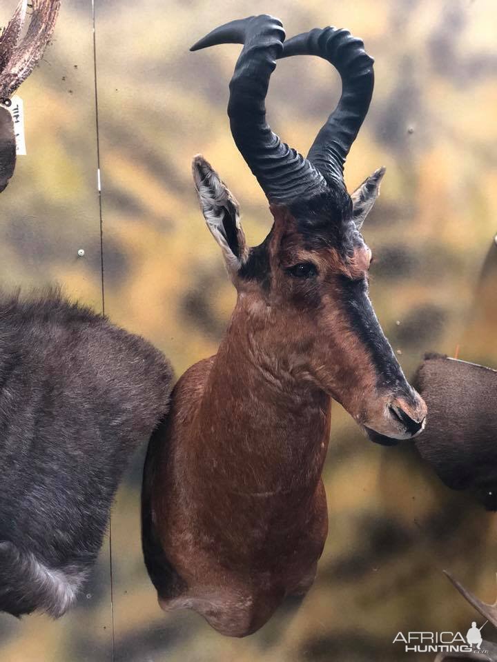 Red Hartebeest Shoulder Mount Taxidermy