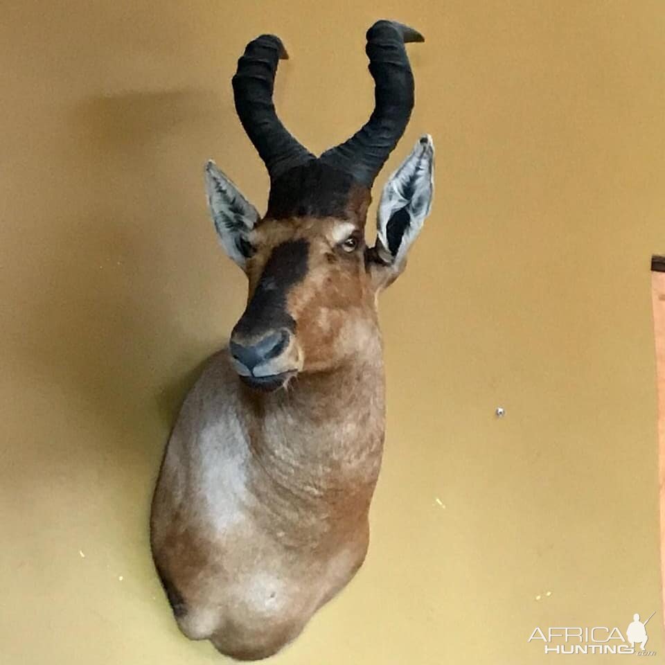 Red Hartebeest Shoulder Mount Taxidermy