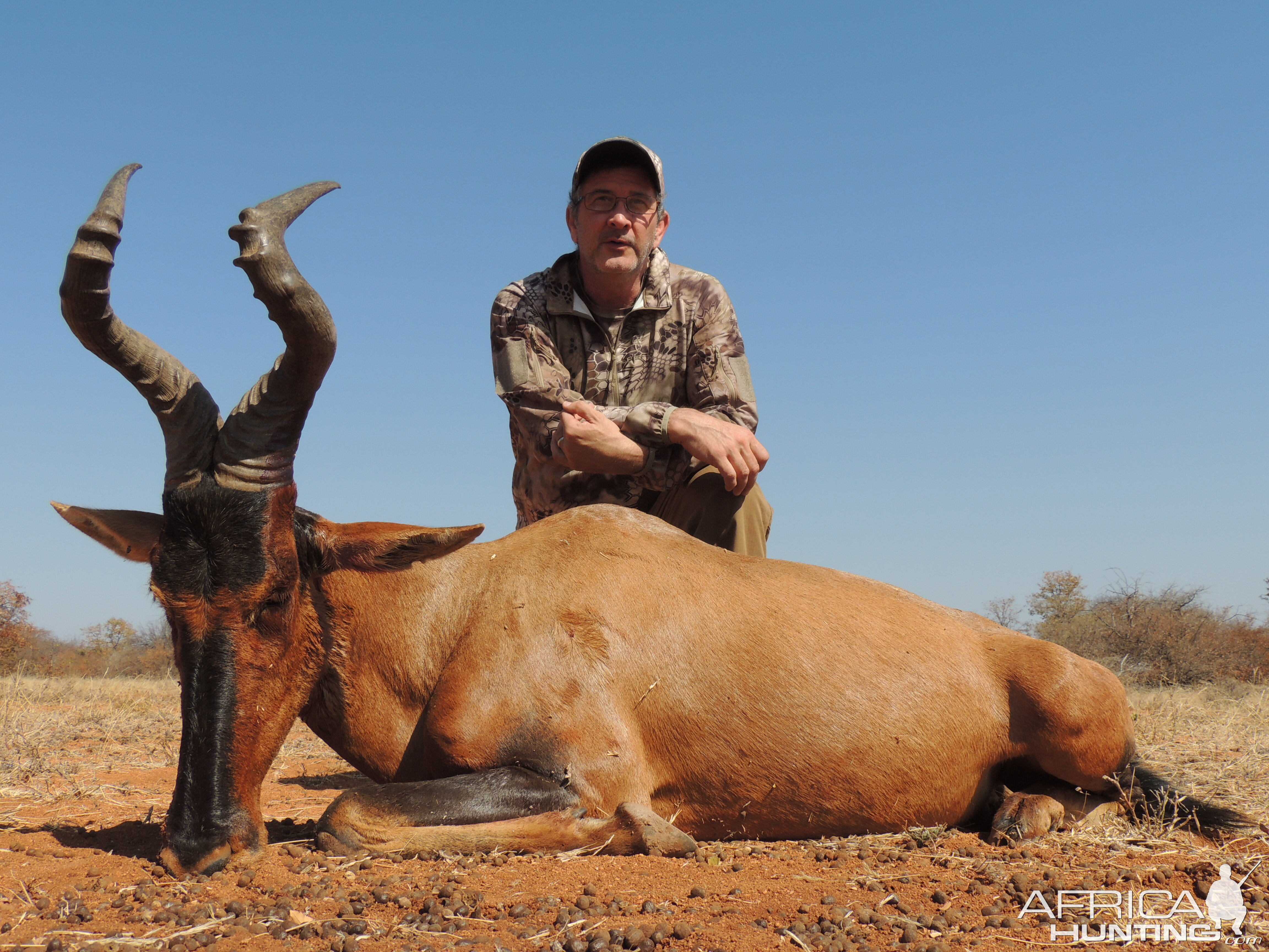 Red Hartebeest, South Africa