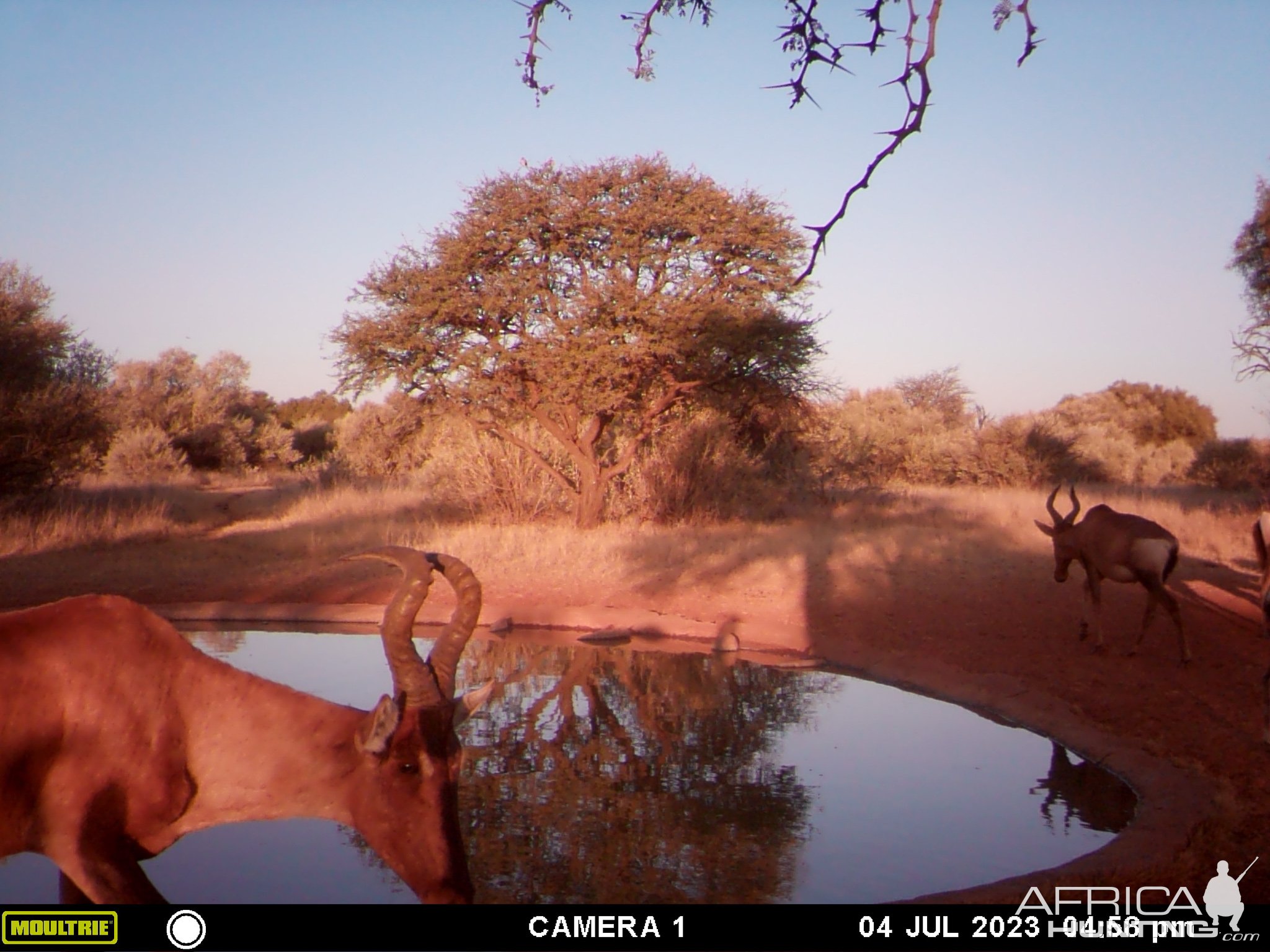 Red Hartebeest Trail Camera