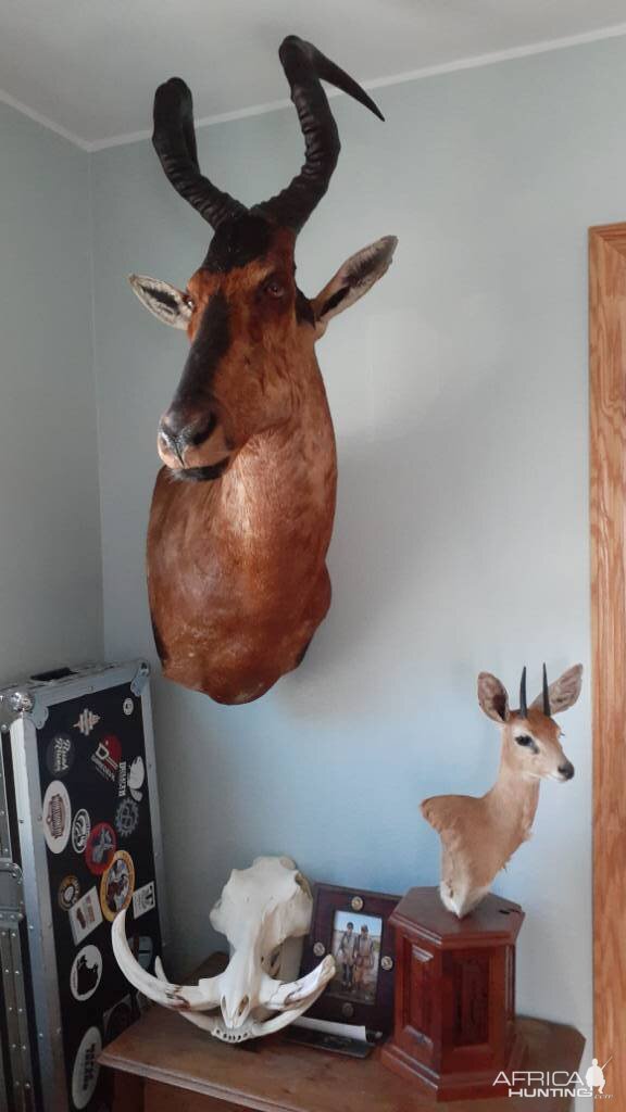 Red Hartebeest Wall Pedestal Mount Taxidermy