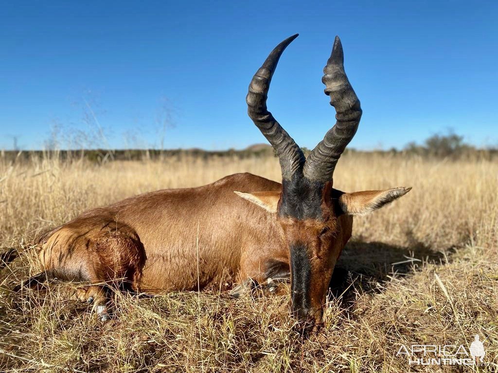 Red Hartebeest with Zana Botes Safari