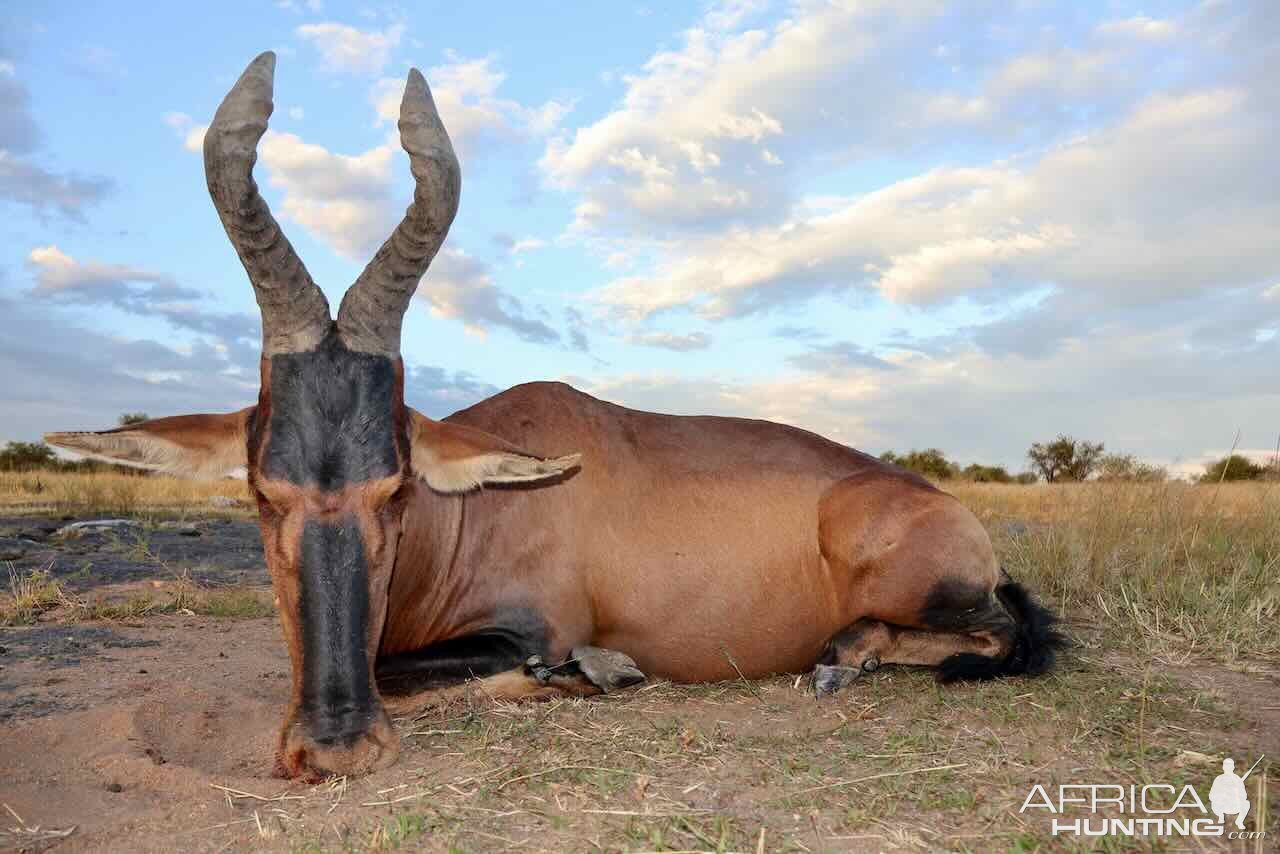 Red Hartebeest with Zana Botes Safari