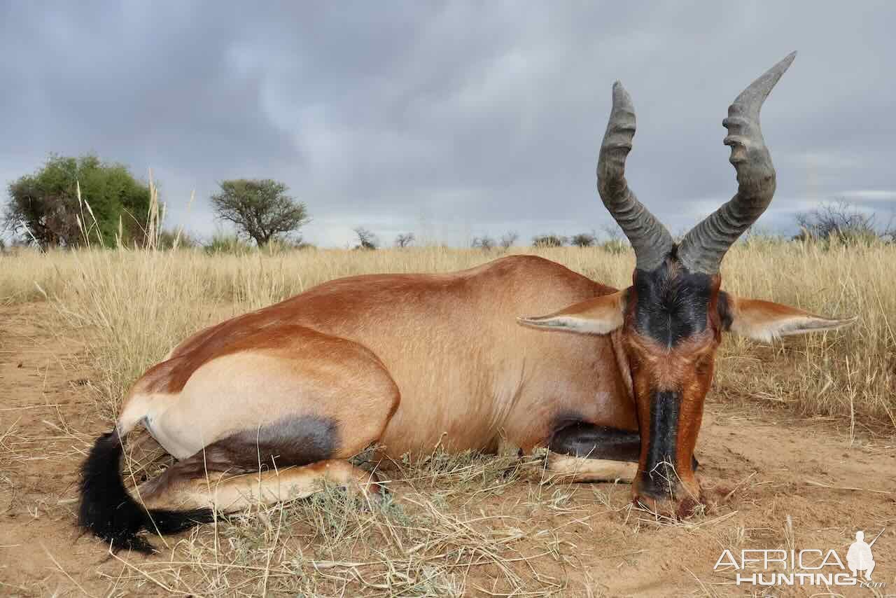 Red Hartebeest with Zana Botes Safari