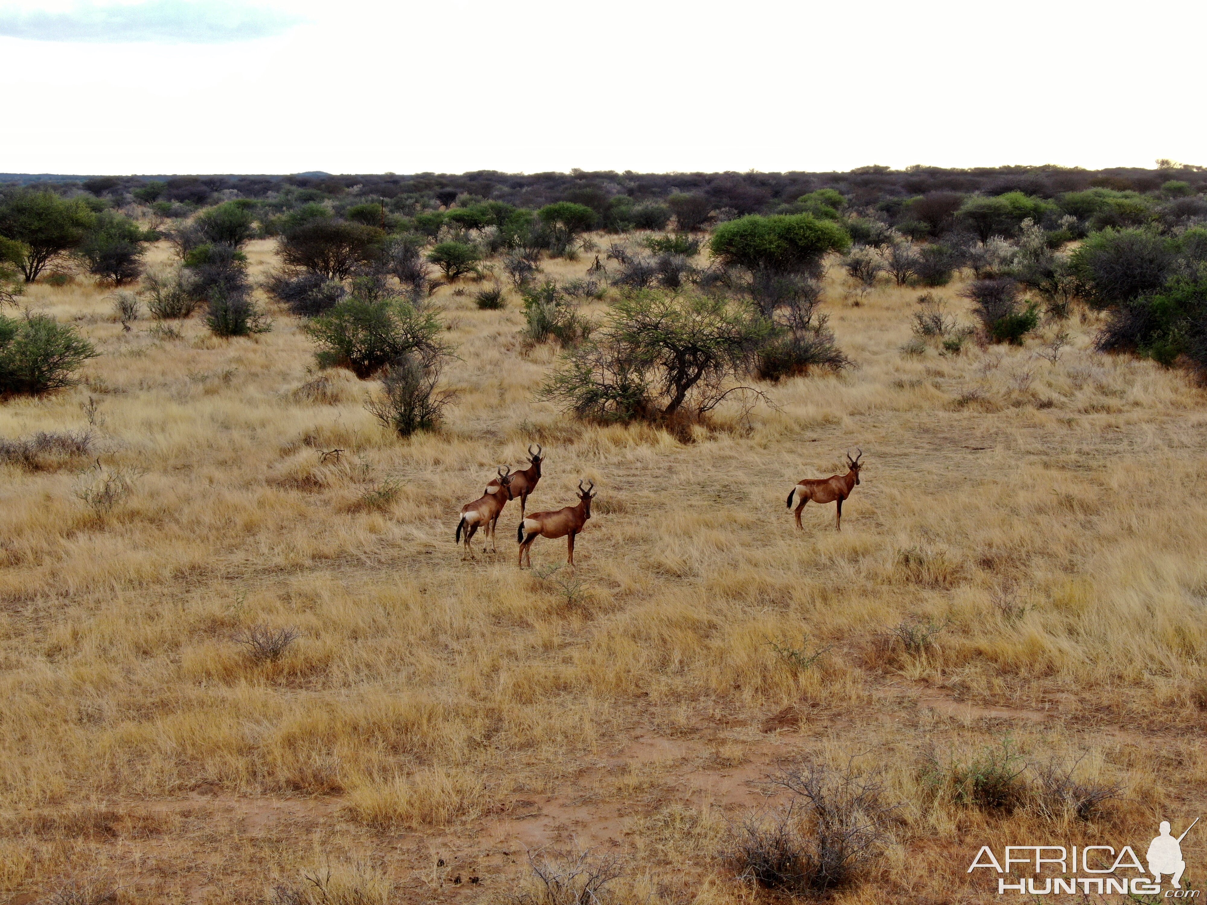 Red Hartebeest