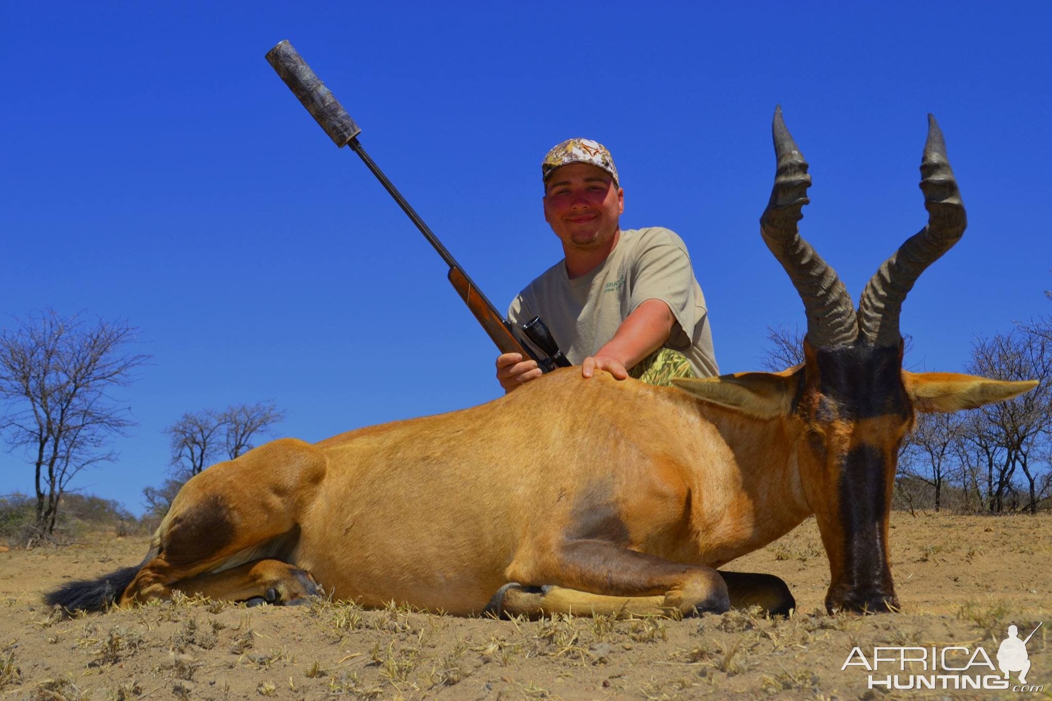 Red Hartebeest