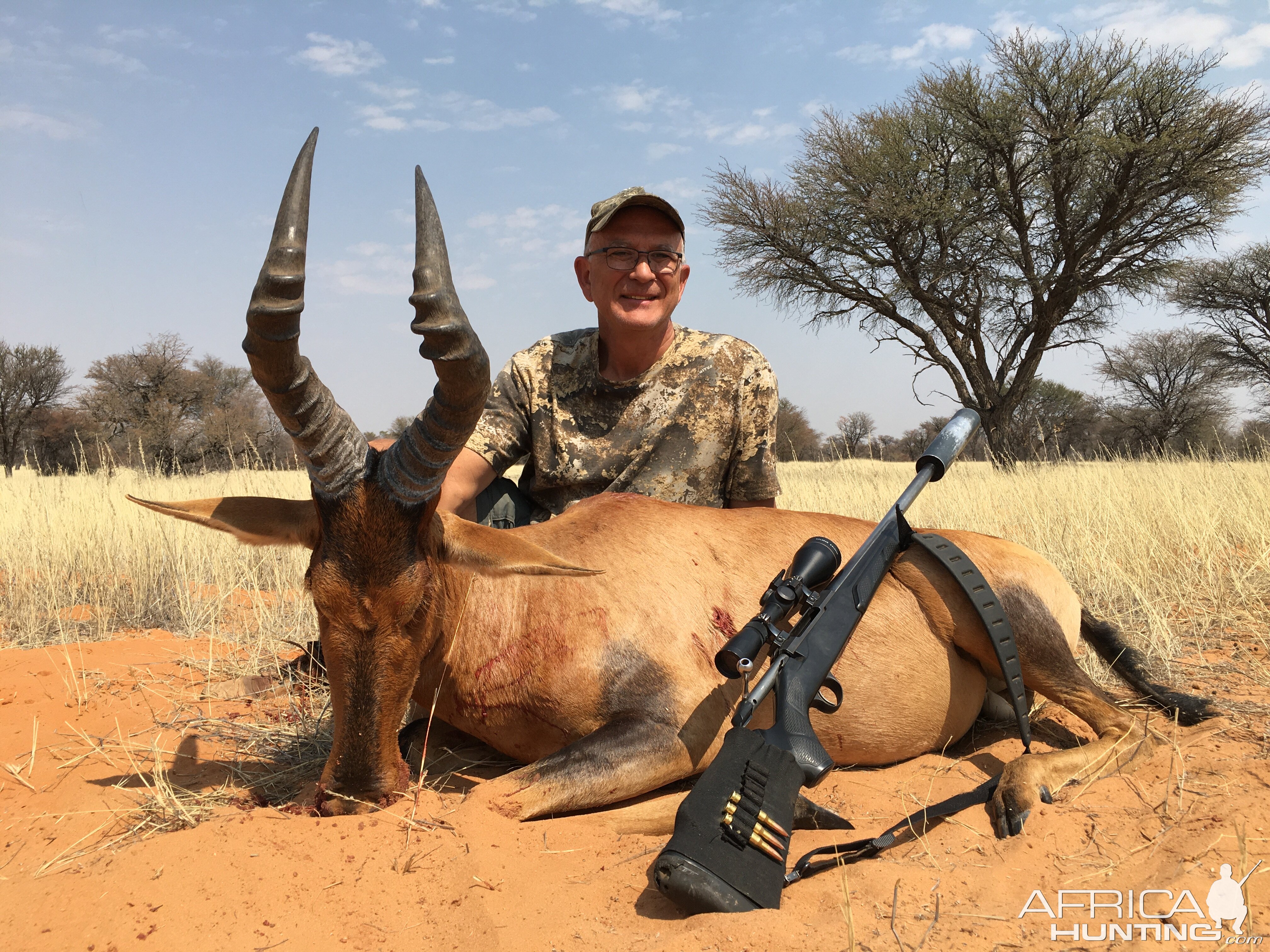 Red Hartebeest