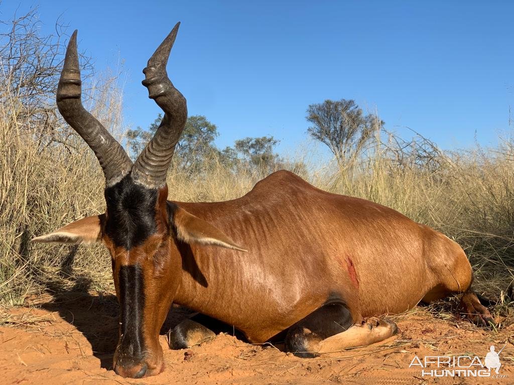 Red Hartebeest